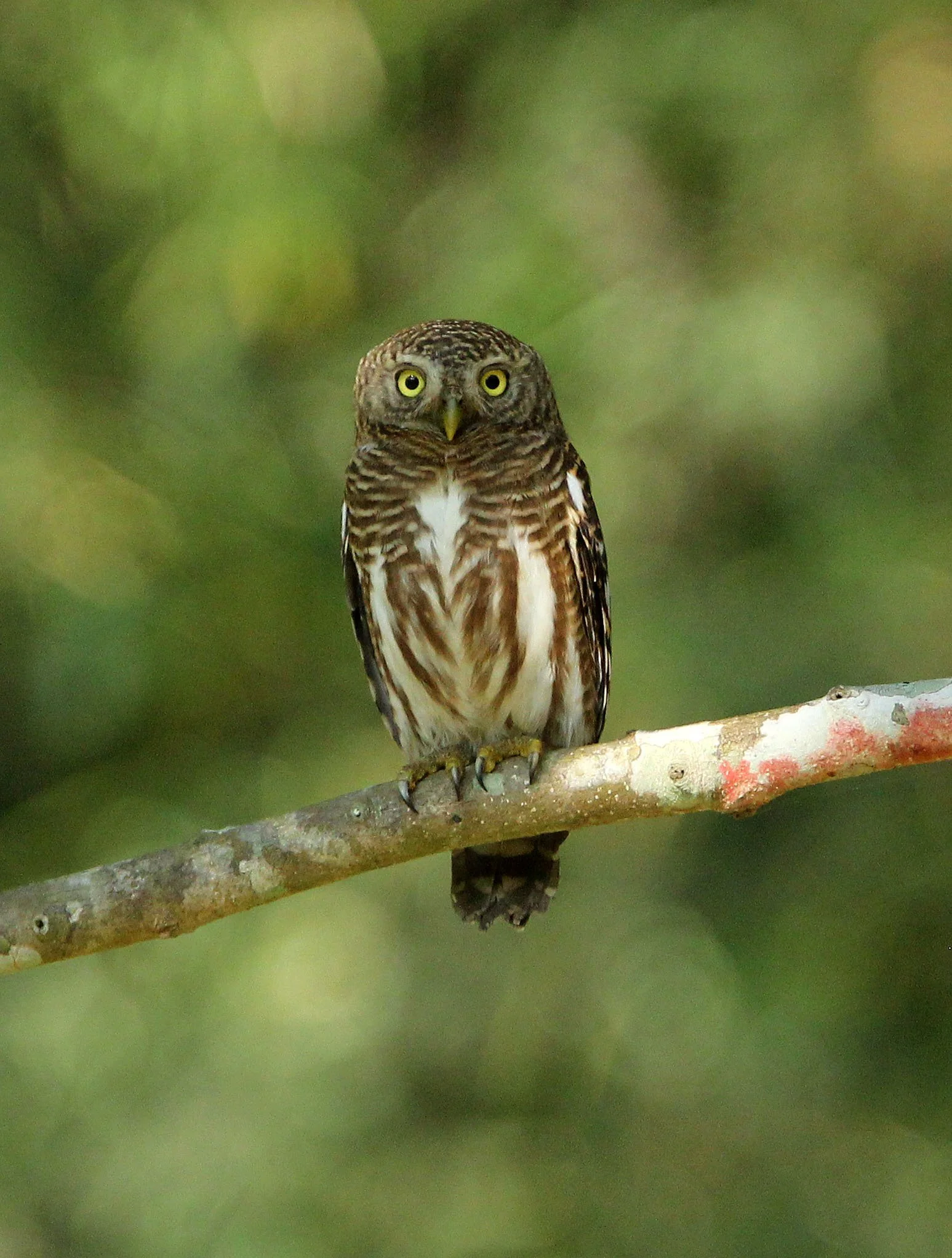Glaucidium cuculoides - ASIAN BARRED OWLET - HUAI KHA KHAENG NATURE RESERVE THAILAND (36).JPG