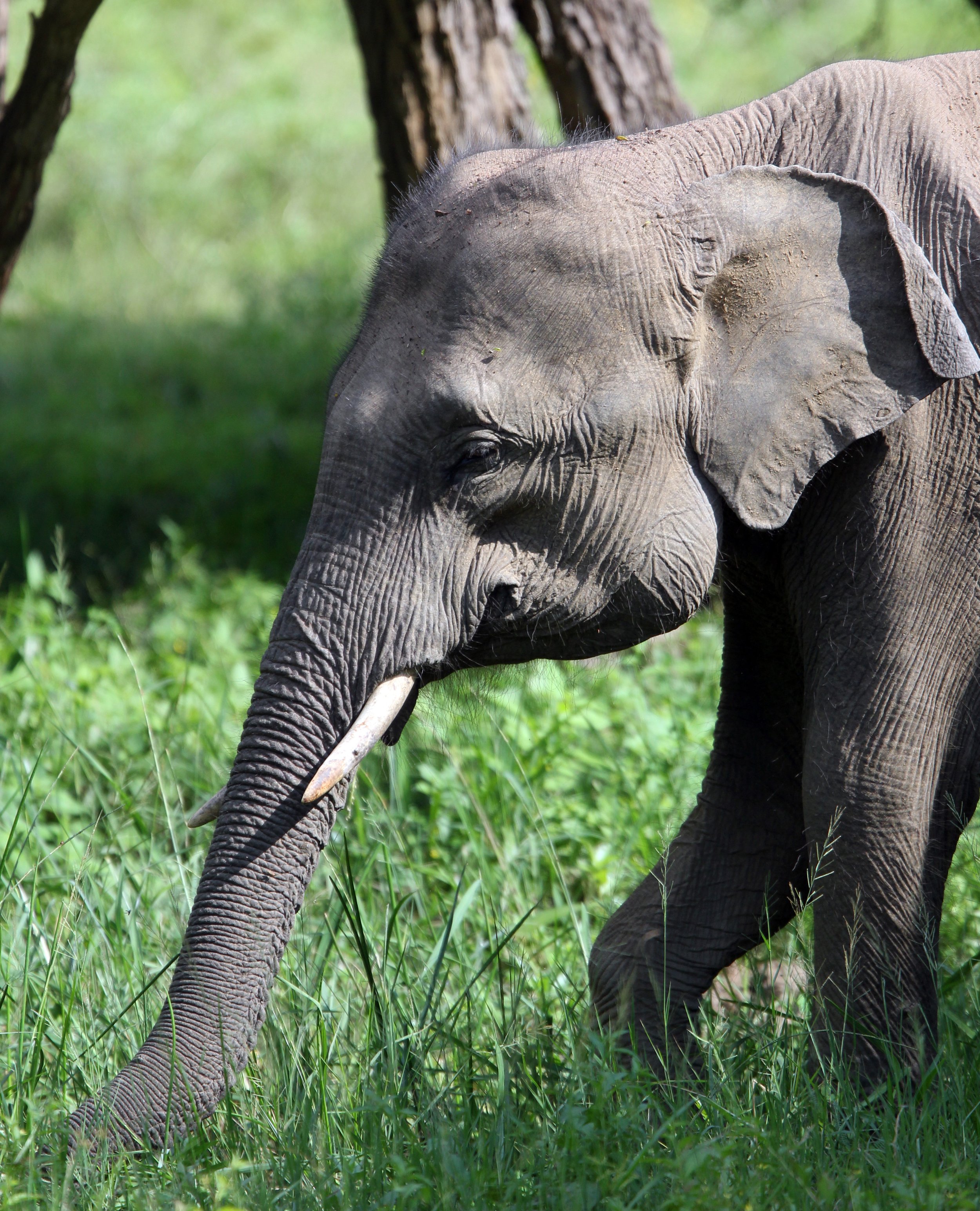 ELEPHANT - SRI LANKA ASIAN ELEPHANT - YALA NATIONAL PARK SRI LANKA (46).JPG
