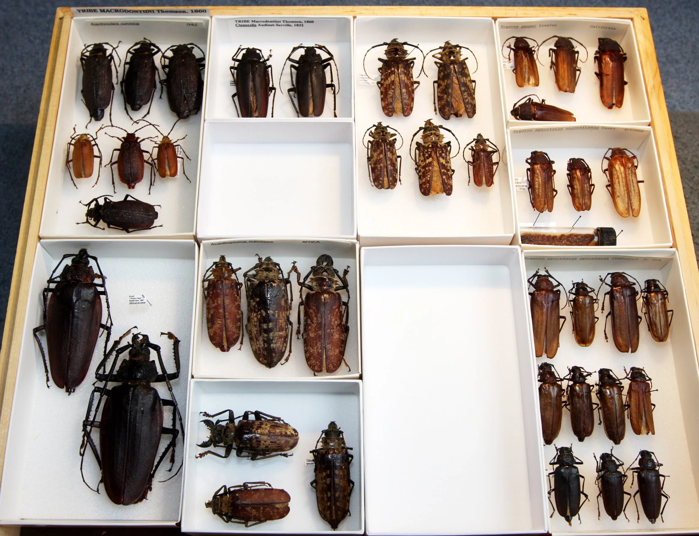 Prioninae 6  Macrodontiini.JPG