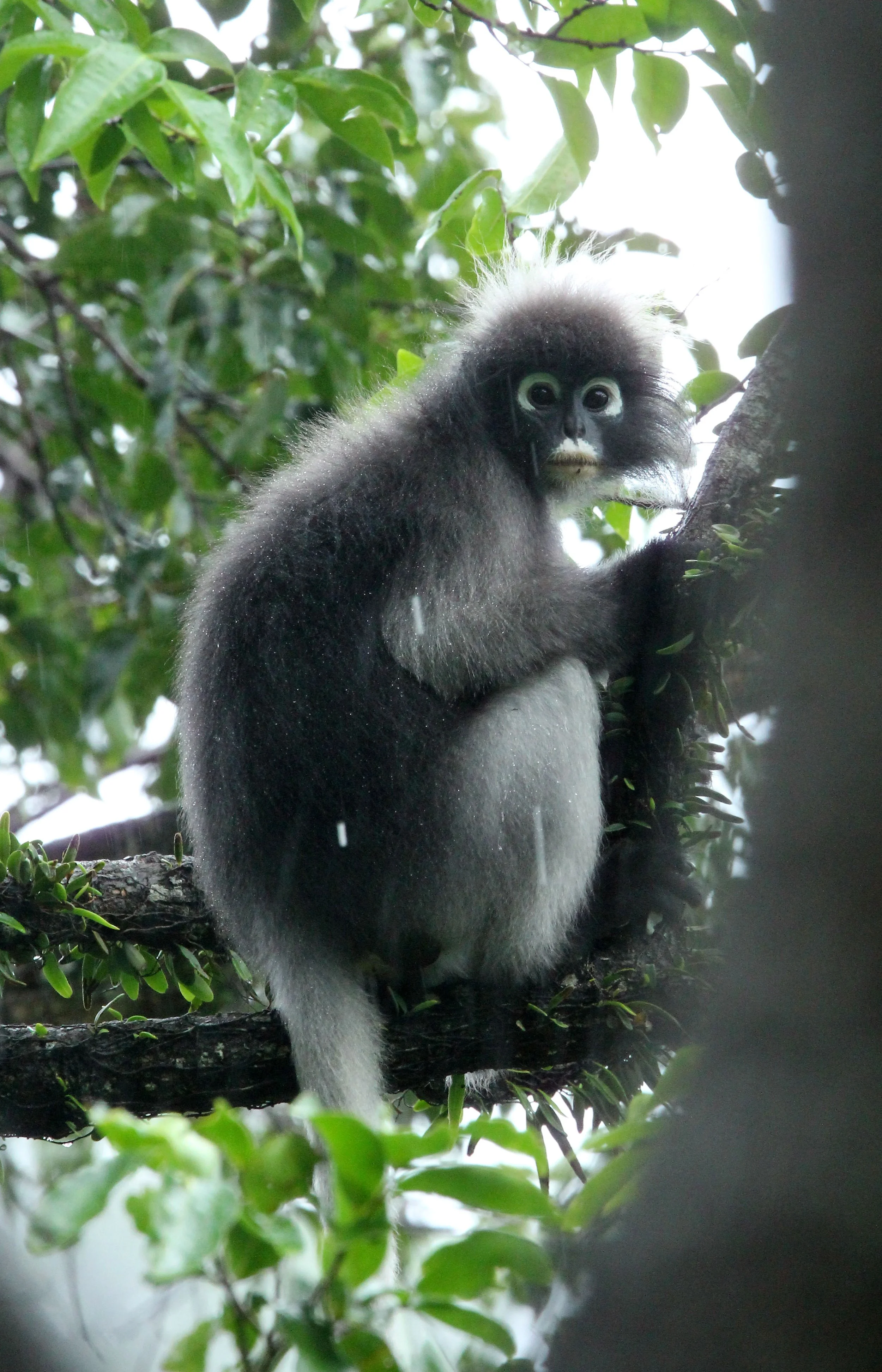 CERCOPITHECIDAE - Trachypithecus obscurus flavicauda - BLOND-TAILED DUSKY LANGUR - KAENG KRACHAN NATIONAL PARK THAILAND (33).JPG