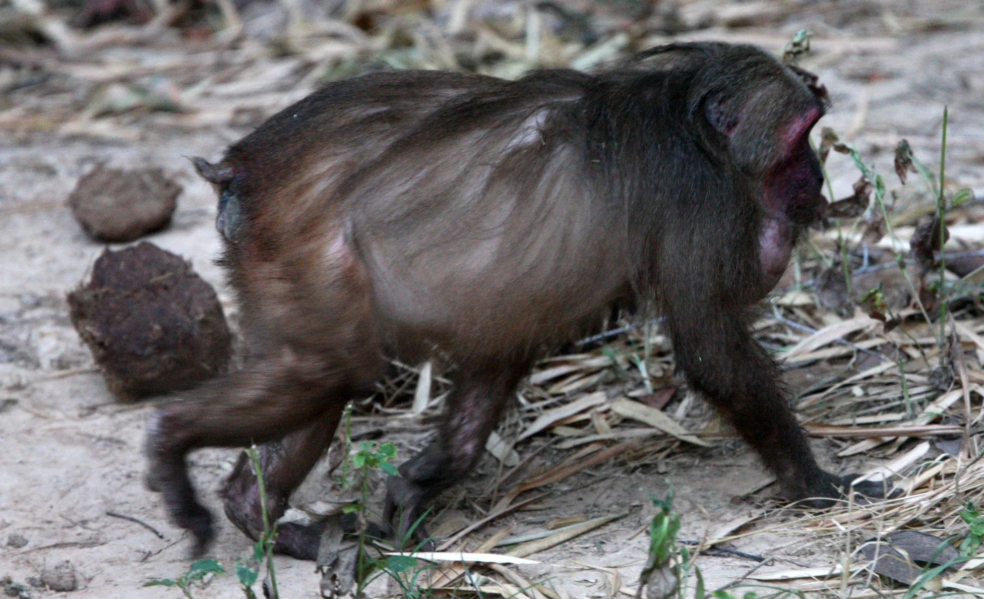 CERCOPITHECIDAE - Macaca arctoides - STUMP-TAILED MACAQUE - PA LA U FALLS KAENG KRACHAN  NP THAILAND  (14).JPG