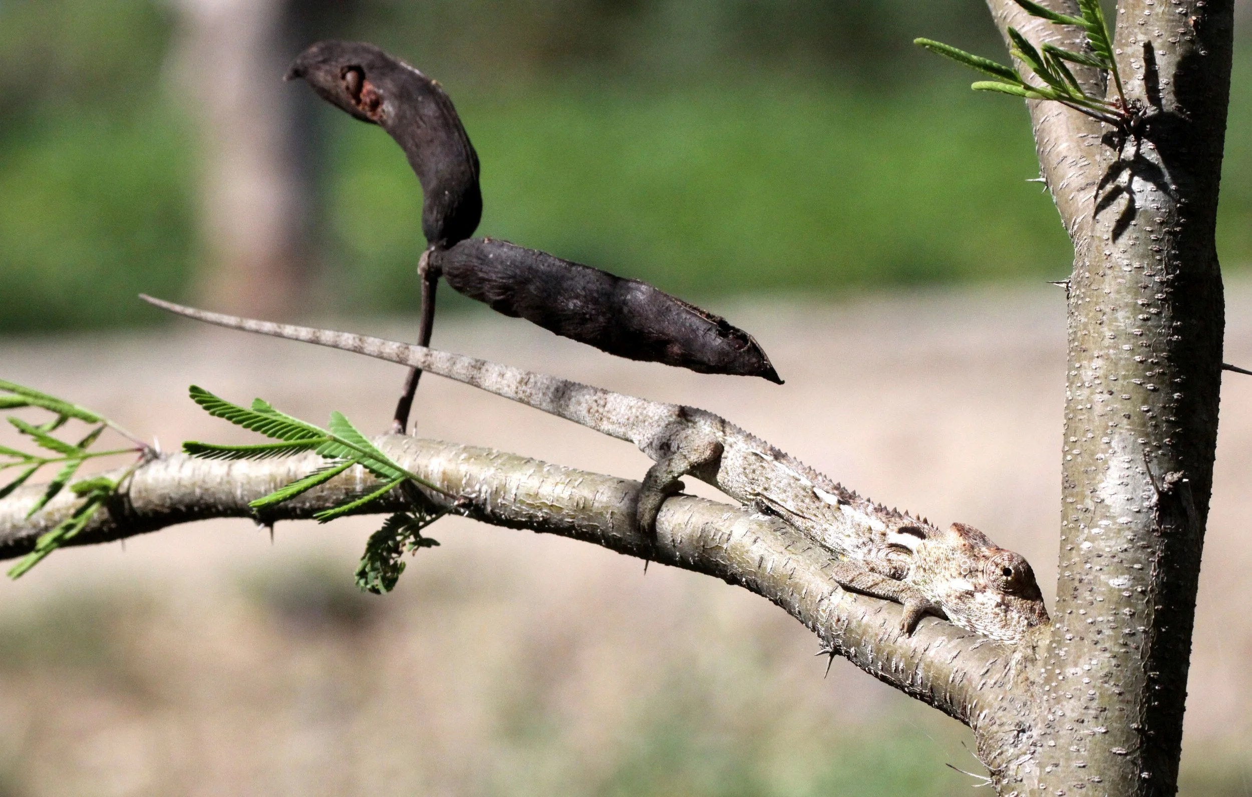 Furcifer oustaleti - GIANT MADAGASCAR OR OUSTALET'S CHAMELEON - FORT DAUPHIN MADAGASCAR (4).JPG