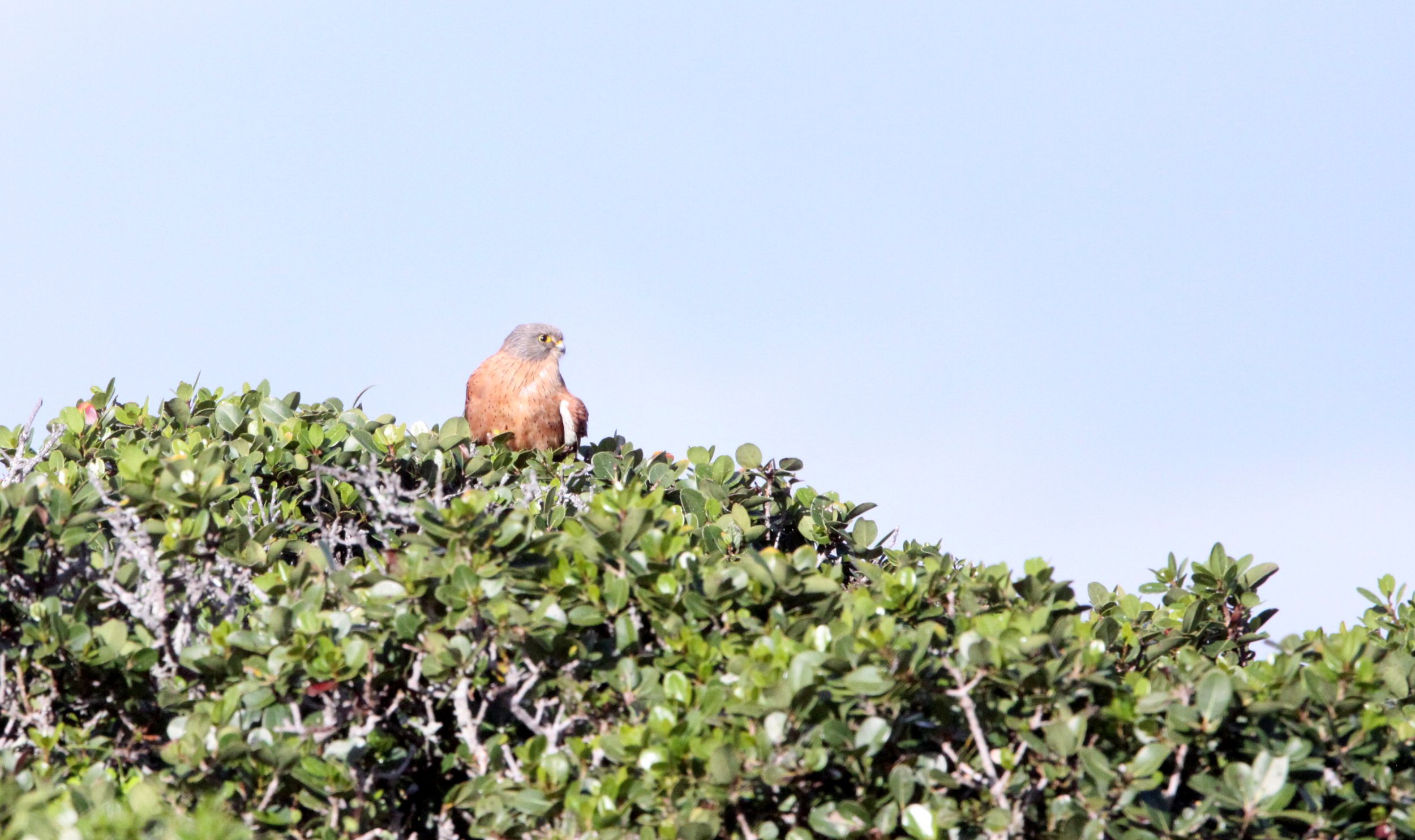 BIRD - KESTREL - ROCK KESTREL - FALCO RUPICOLIS - TABLE MOUNTAIN NATIONAL PARK SOUTH AFRICA.JPG