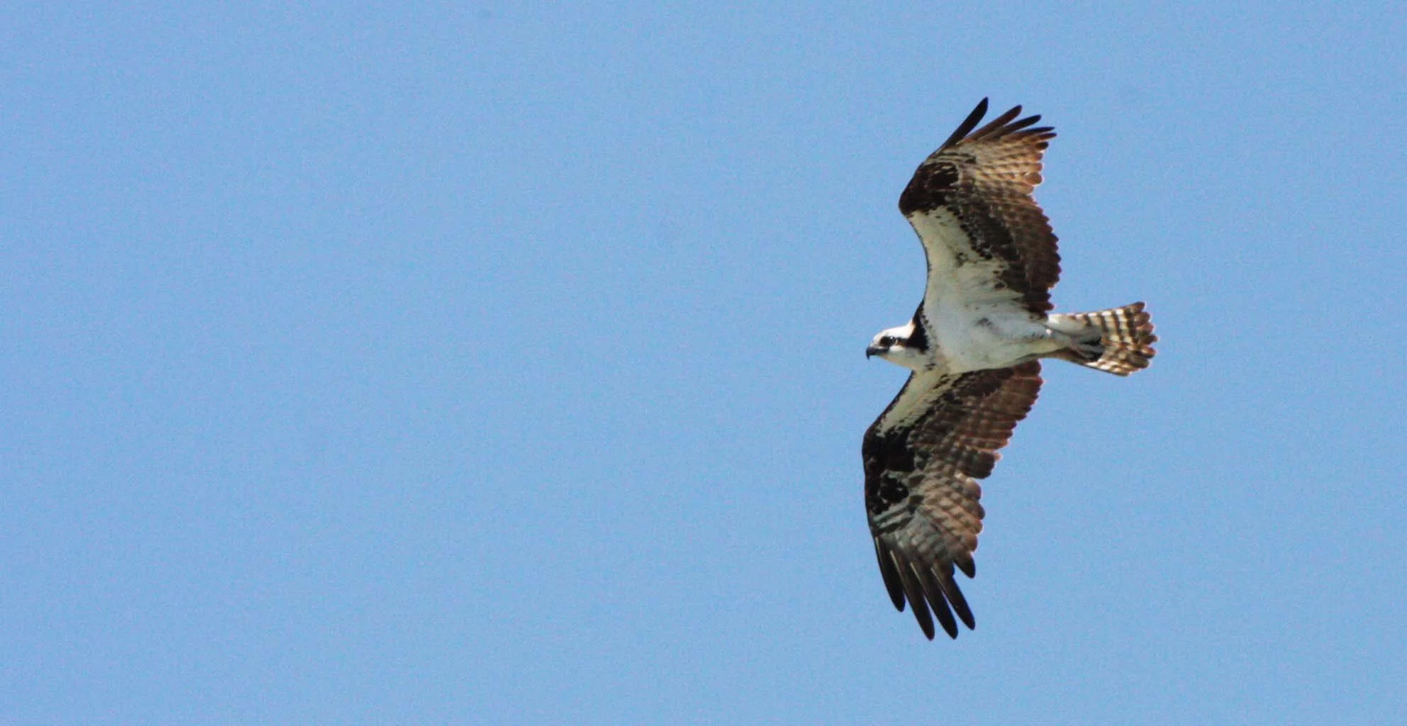Pandion haliaetus - OSPREY - SAN IGNACIO LAGOON BAJA MEXICO (149).JPG