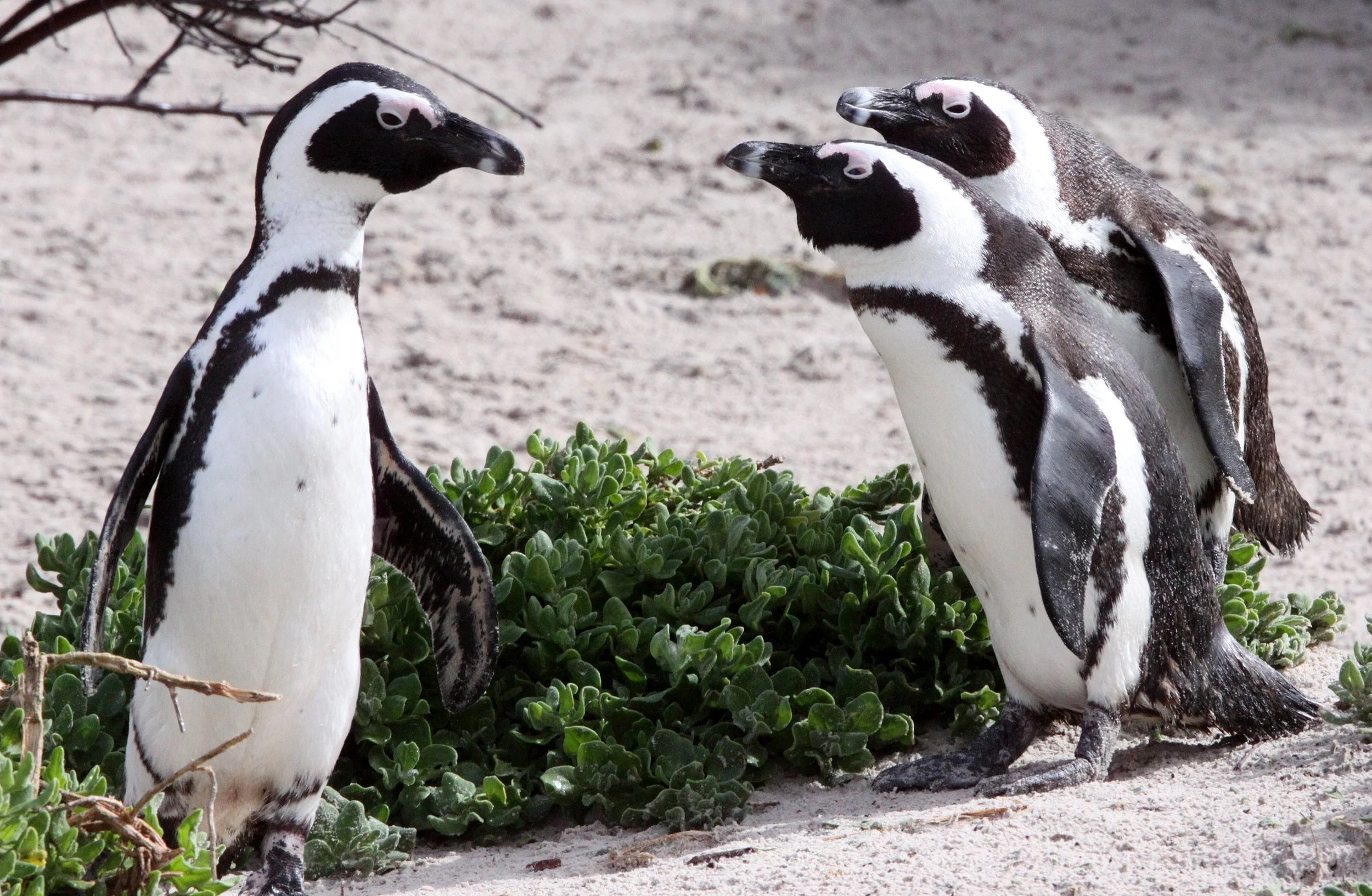 Jackass or African Penguin (Spheniscus demersus) Simon's Town Rookery, Table Mountain NP South Africa (88).JPG