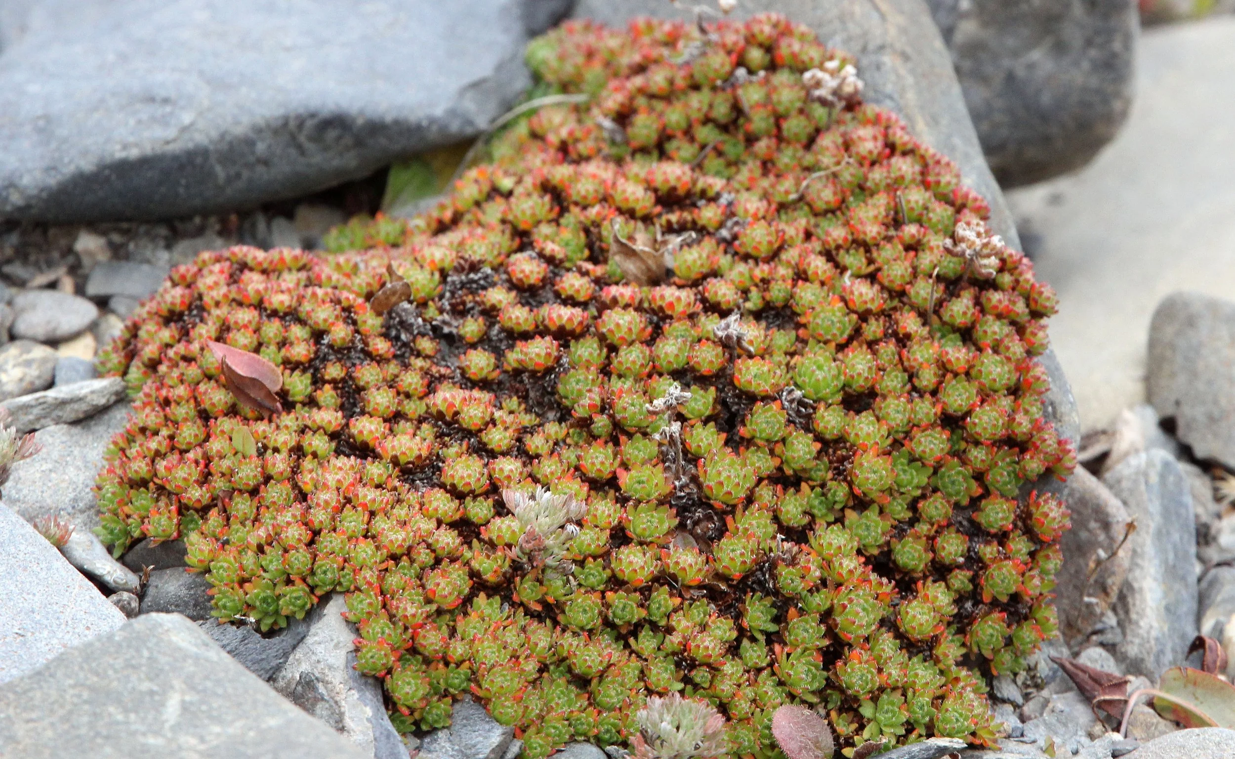 KEKEXILI NATIONAL RESERVE - QINGHAI PROVINCE - EASTERN SECTOR (9).JPG