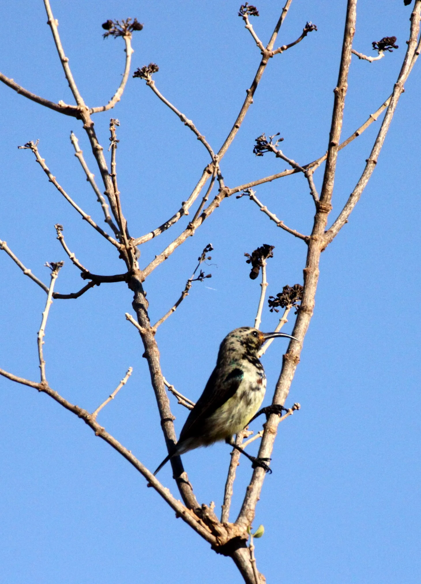 BIRD - SUNBIRD - SOUIMANGA SUNBIRD - NECTARINIA SOUIMANGA - BERENTY RESERVE MADAGASCAR (6).JPG