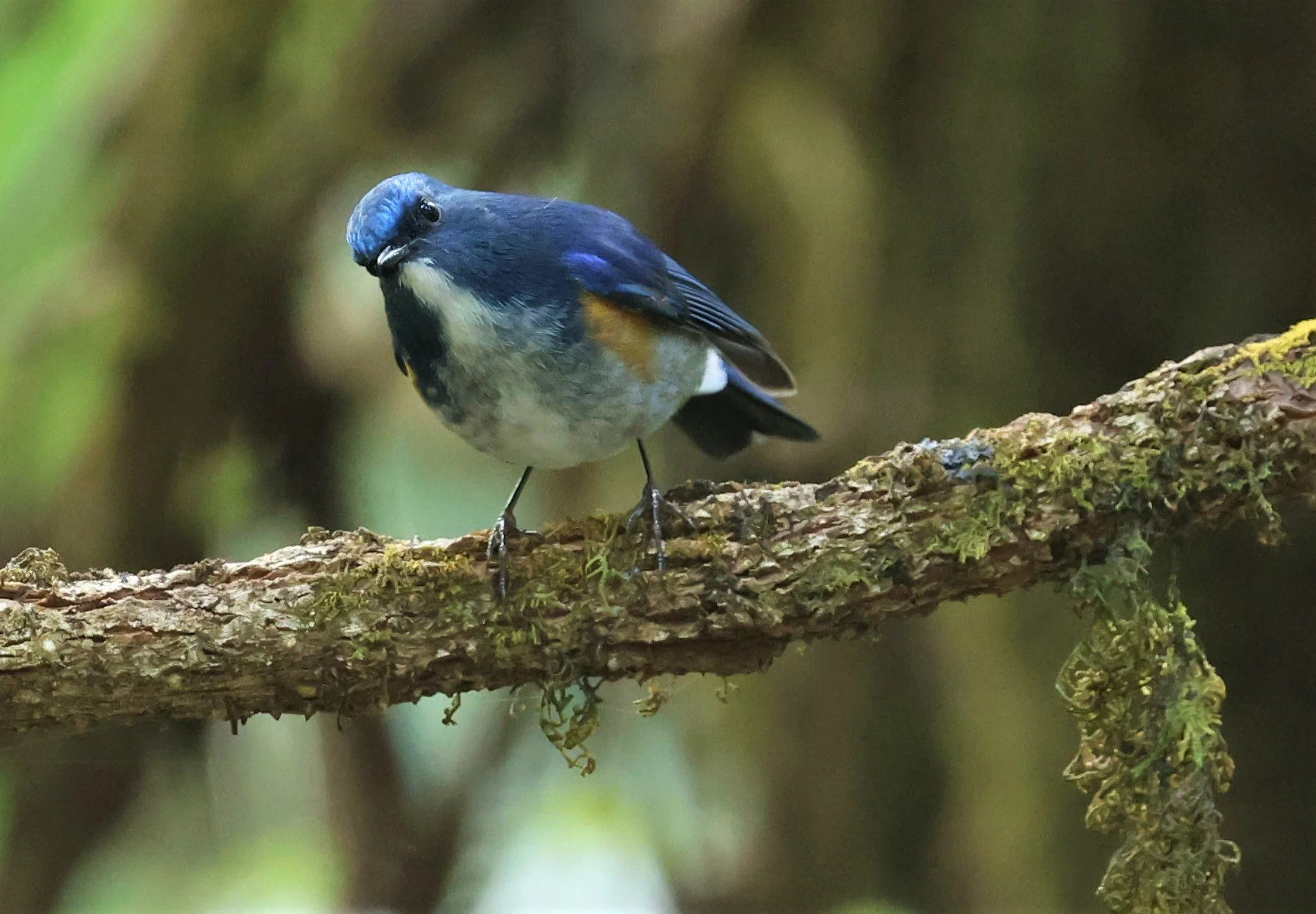 BLUETAIL - HIMALAYAN BLUETAIL - Tarsiger rufilatus - DOI PHA HOM POK NP DOI LANG EAST FEB 2022 (58).jpg