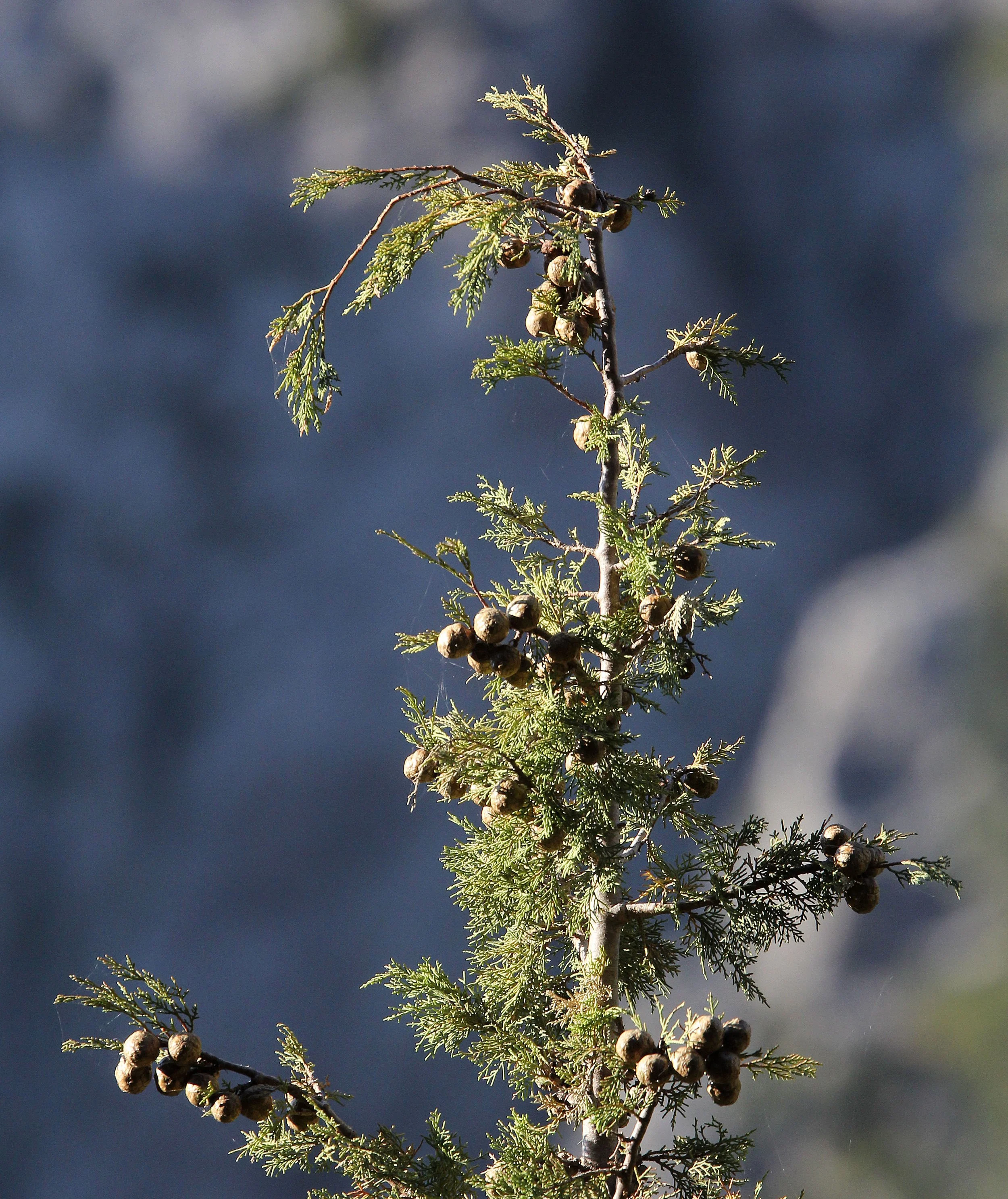 SAMARIA GORGE NATIONAL PARK CRETE GREECE (20).JPG