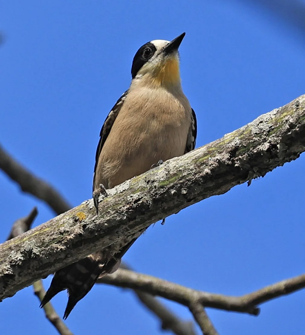White-fronted Woodpecker (Melanerpes cactorum) Hotel Campestre Iparoma Paraguay (2).jpg