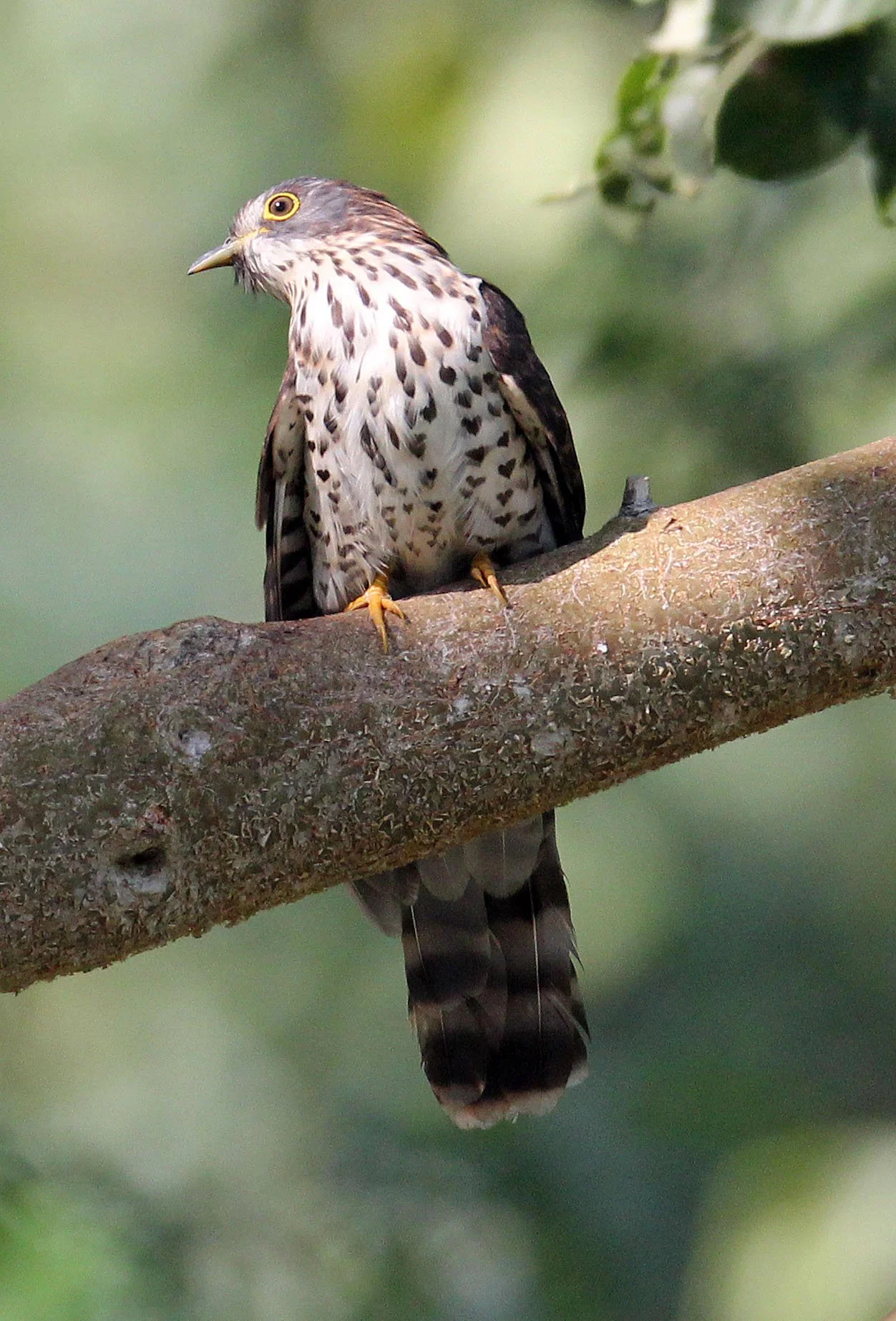 Large Hawk-cuckoo (Hierococcyx sparveroides) Huai Kha Khaeng NWR Thailand (4).JPG