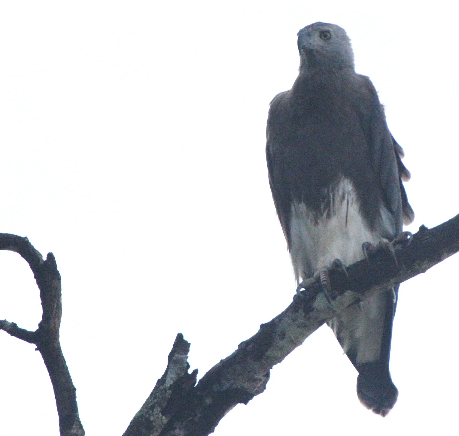 Haliaeetus ichthyaetus - GREY-HEADED FISH EAGLE - KINABATANGAN RIVER BORNEO  (26).JPG