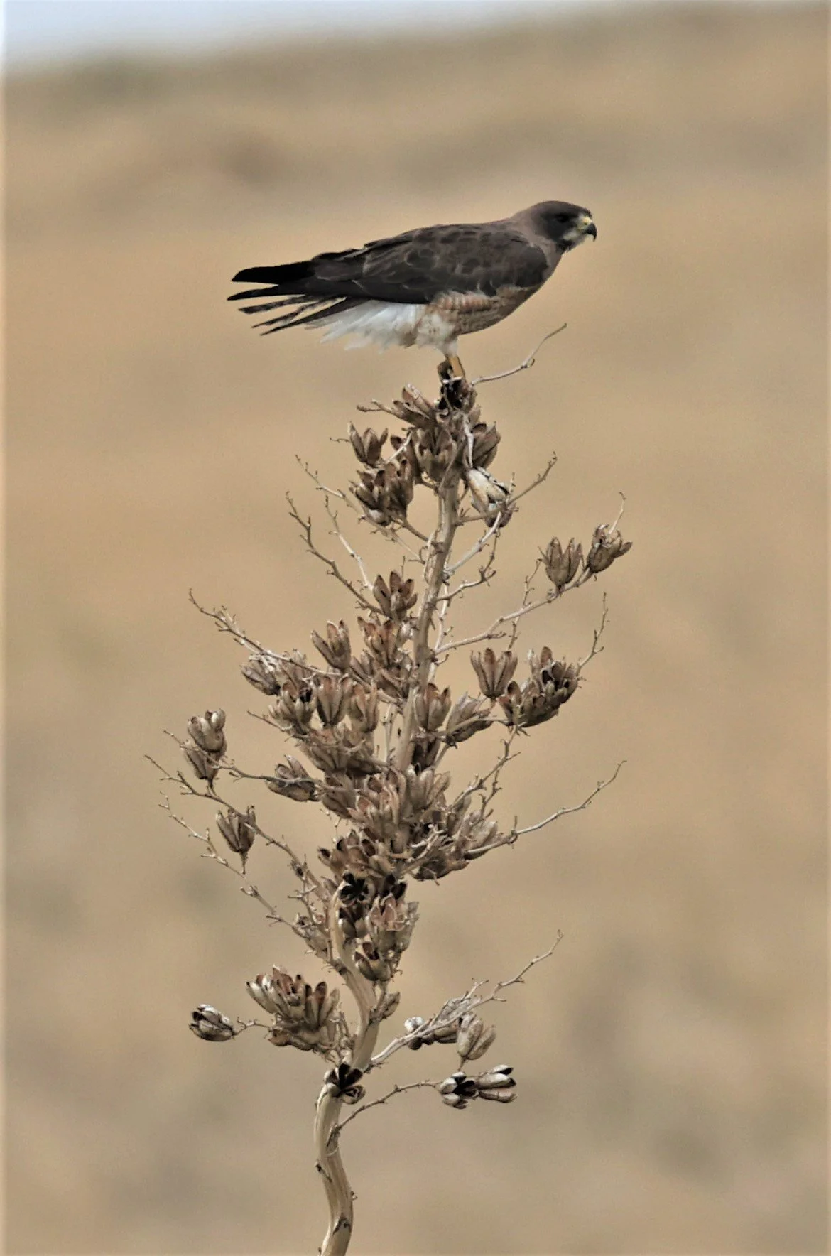 Buteo swainsoni - SWAINSON'S HAWK - DAVIS MOUNTAINS STATE PARK TEXAS JULY 2022 (10).jpg