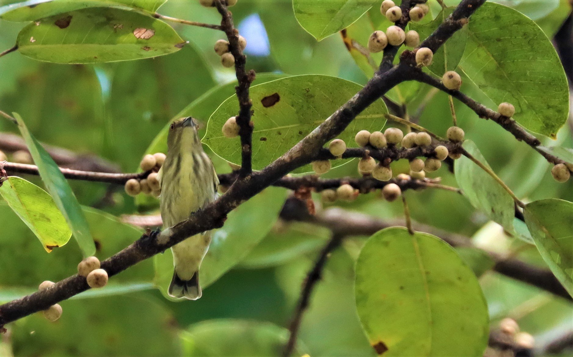 FLOWERPECKER - THICK-BILLED FLOWERPECKER - Dicaeum agile - KAENG KRACHAN - GIFTS SHOTS (11).jpg