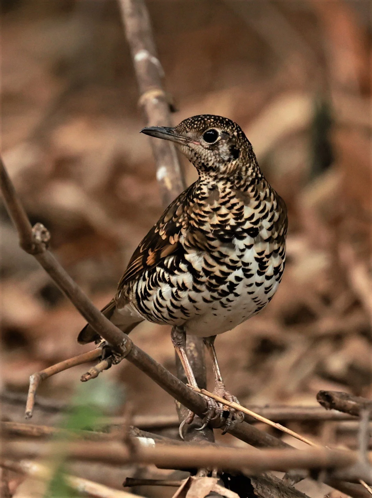 White's Thrush (Zoothera aurea) Putthamonthon Park Nakhon Pathom Thailand (52).jpg