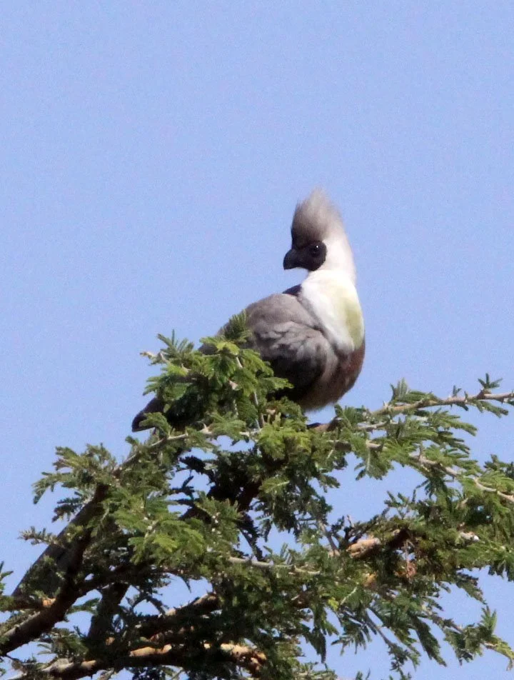 Bare-faced Go-away-bird (Crinifer personatus) Masai Mara National Park Kenya (4).JPG