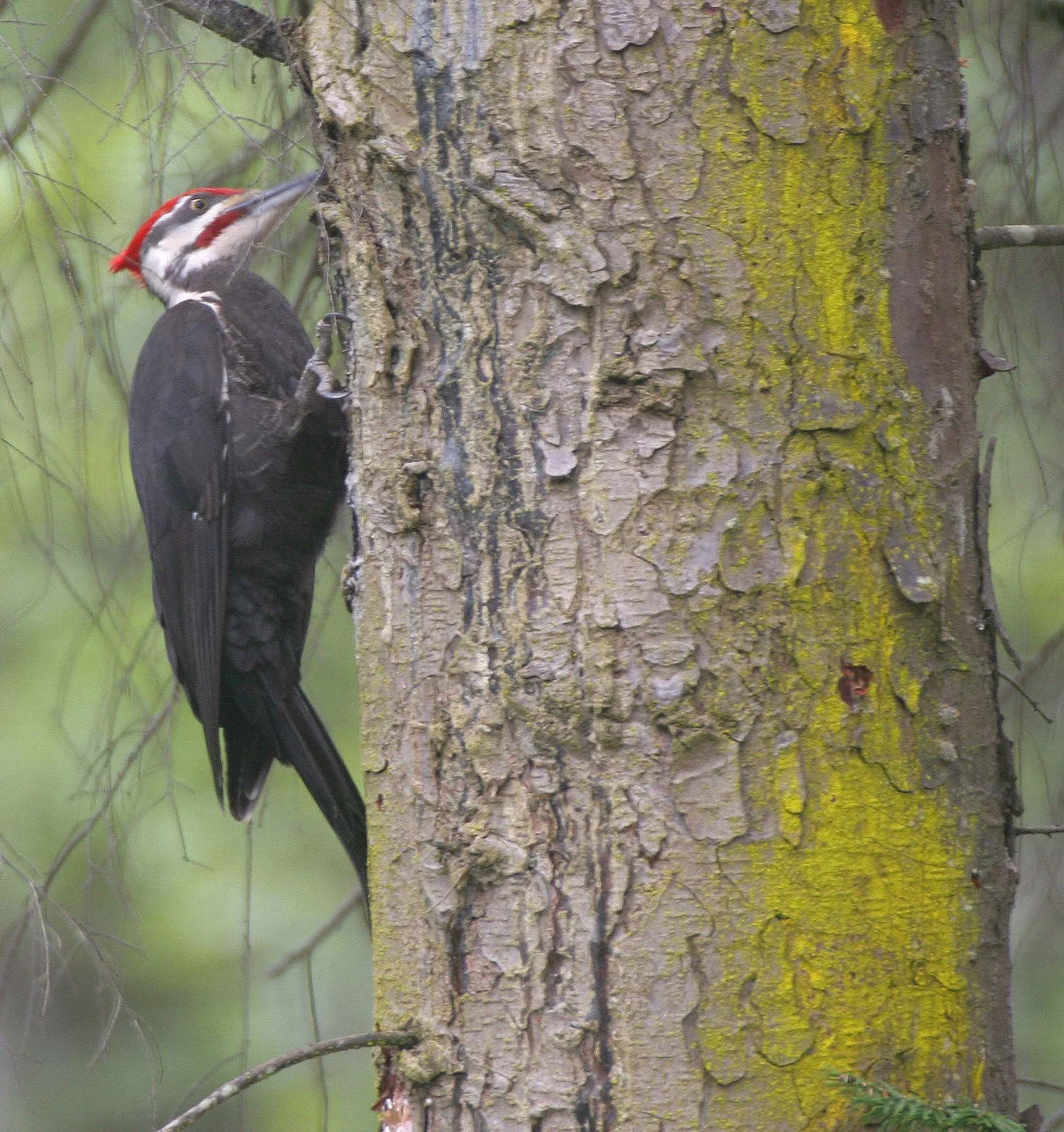 BIRD - WOODPECKER - PILEATED WOODPECKER - GASMAN (12).jpg