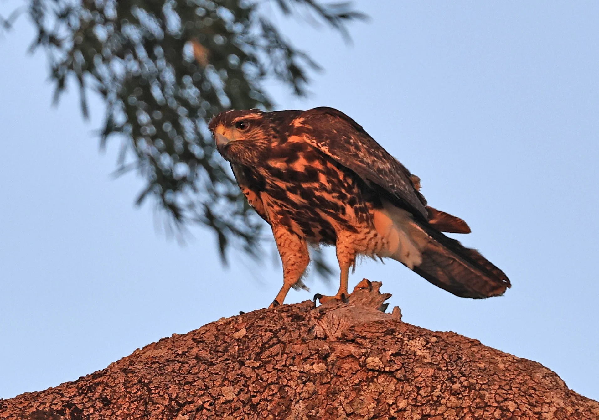 Savanna Hawk (Buteogallus meridionalis) Agua Dulce Paraguay (16).jpg
