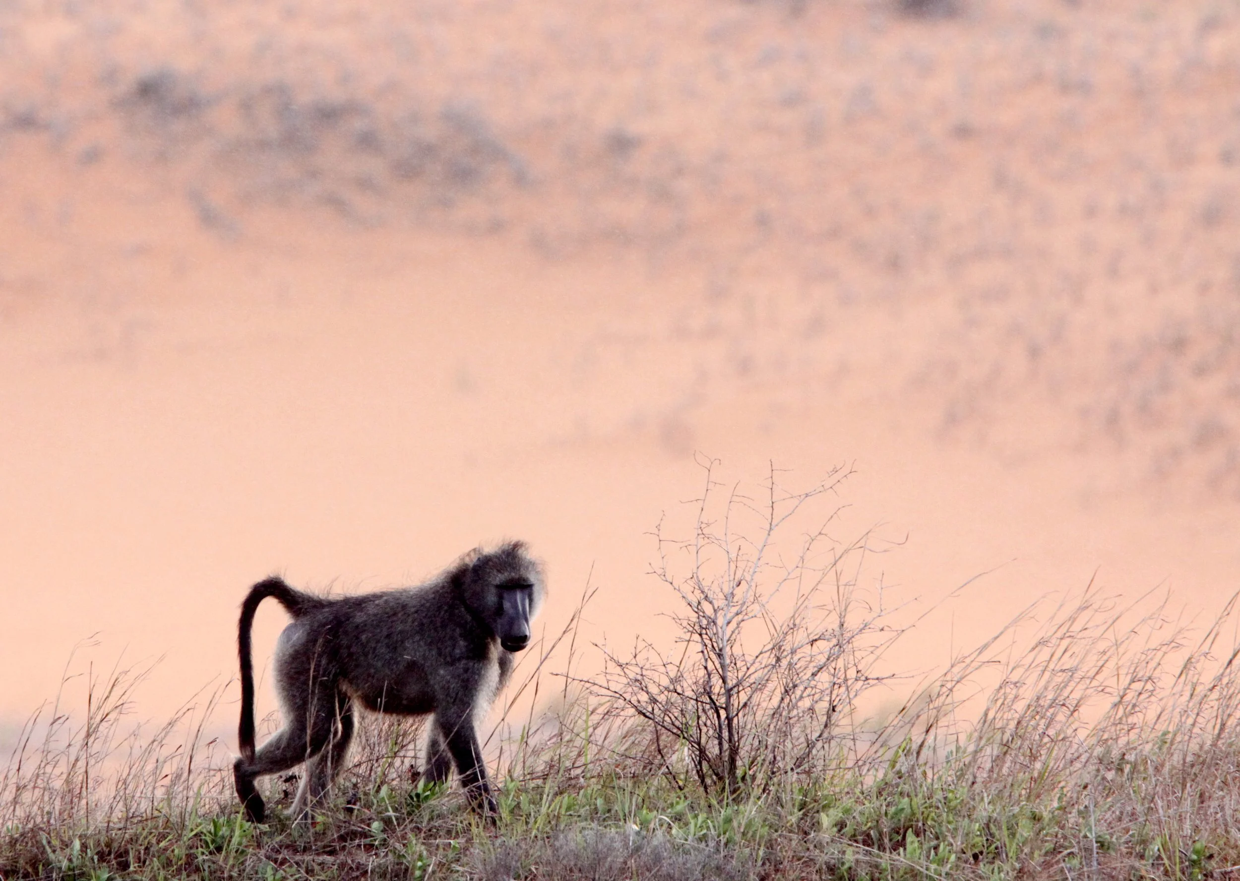 CERCOPITHECIDAE - Papio ursinus ursinus - CHACMA BABOON - SAINT LUCIA NATURE RESERVES SOUTH AFRICA (19).JPG