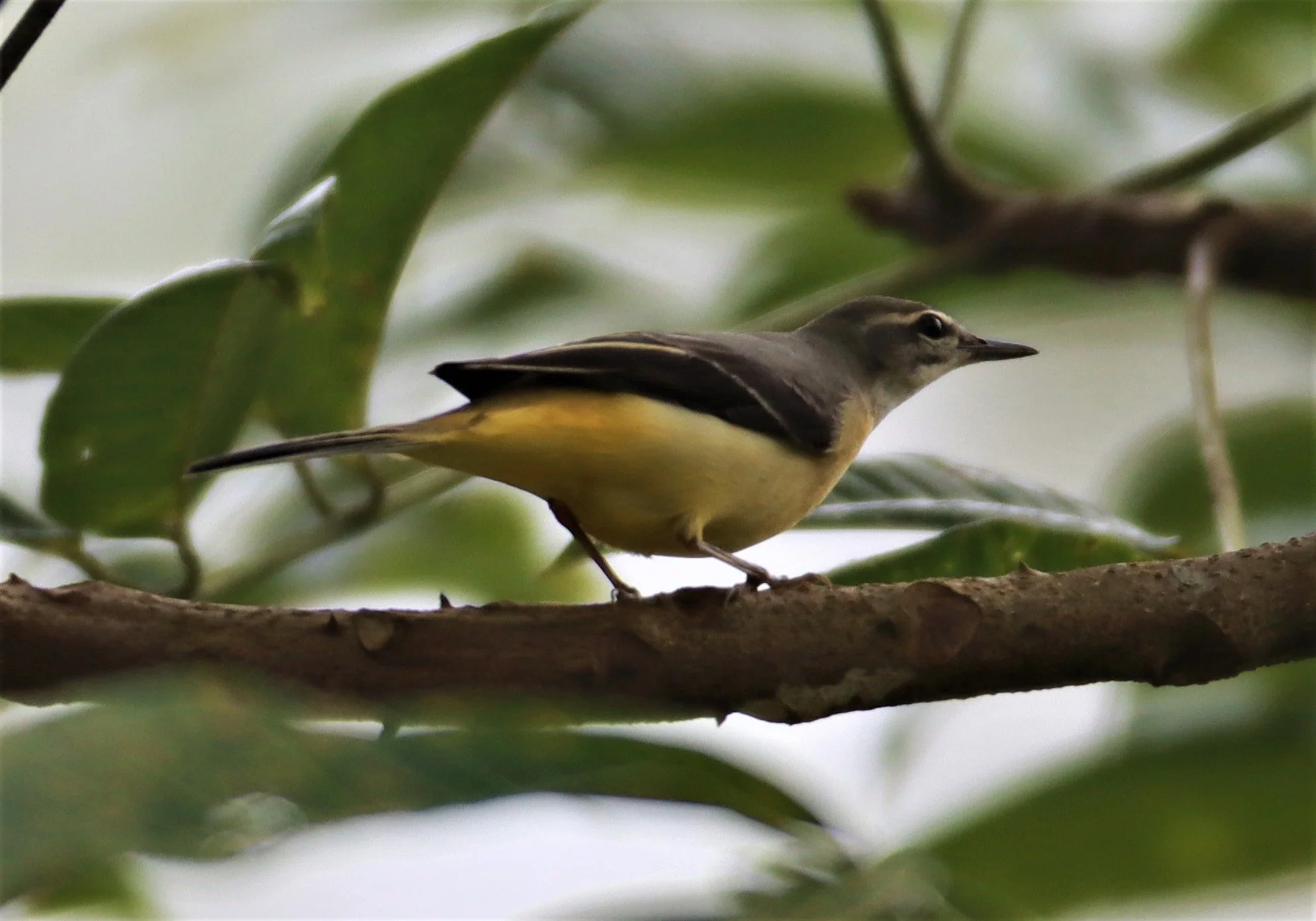 GREY WAGTAIL - Motacilla cinerea - CHONG YEN CAMPSITE MAE WONG NATIONAL PARK (19).jpg