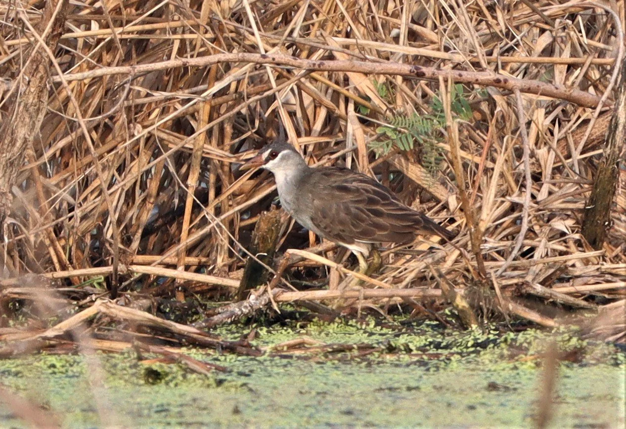 White-browed Crake (Porzana cinerea) Thap Yao Rice Fields Lat Krabang Bangkok (15).jpg