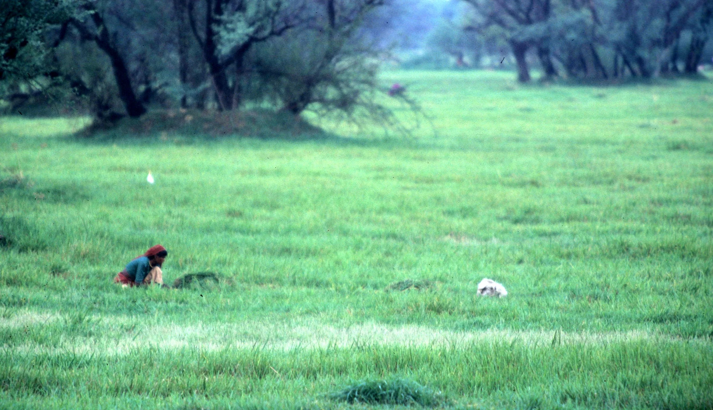 INDIA - KALEODEO - VILLAGER CUTTING GRASSES.jpg