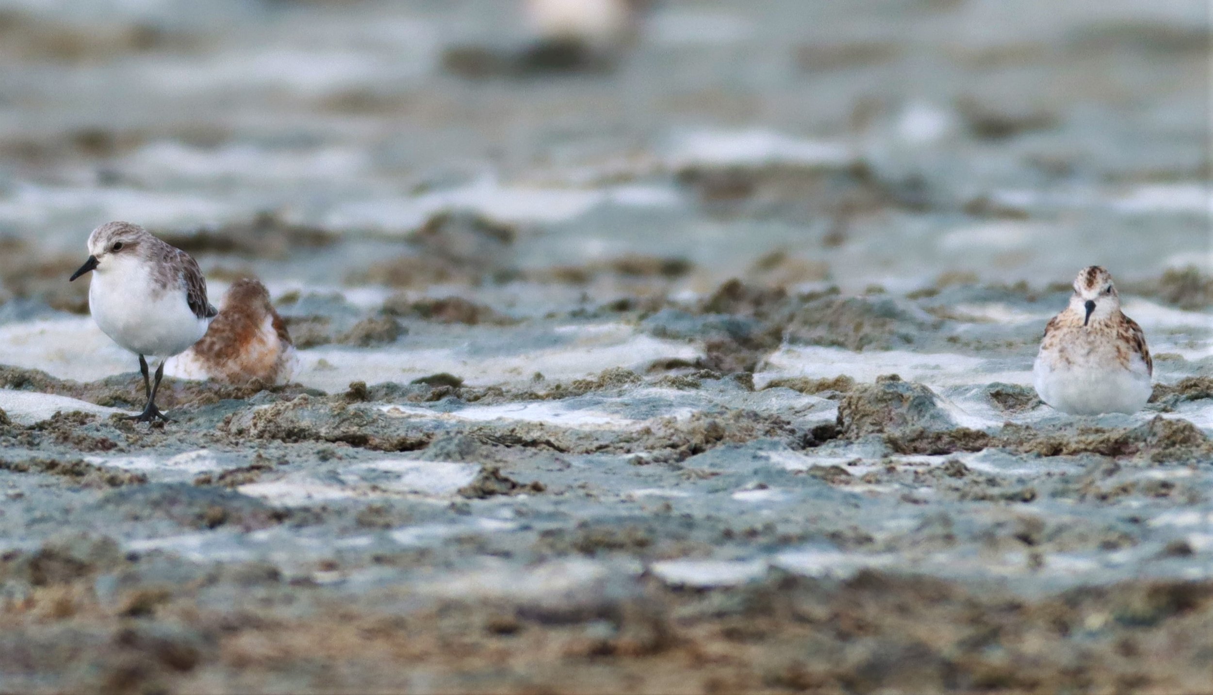 STINT - RED-NECKED STINT - Calidris ruficolis - Salt pans west of Bang Pakong River (15).jpg