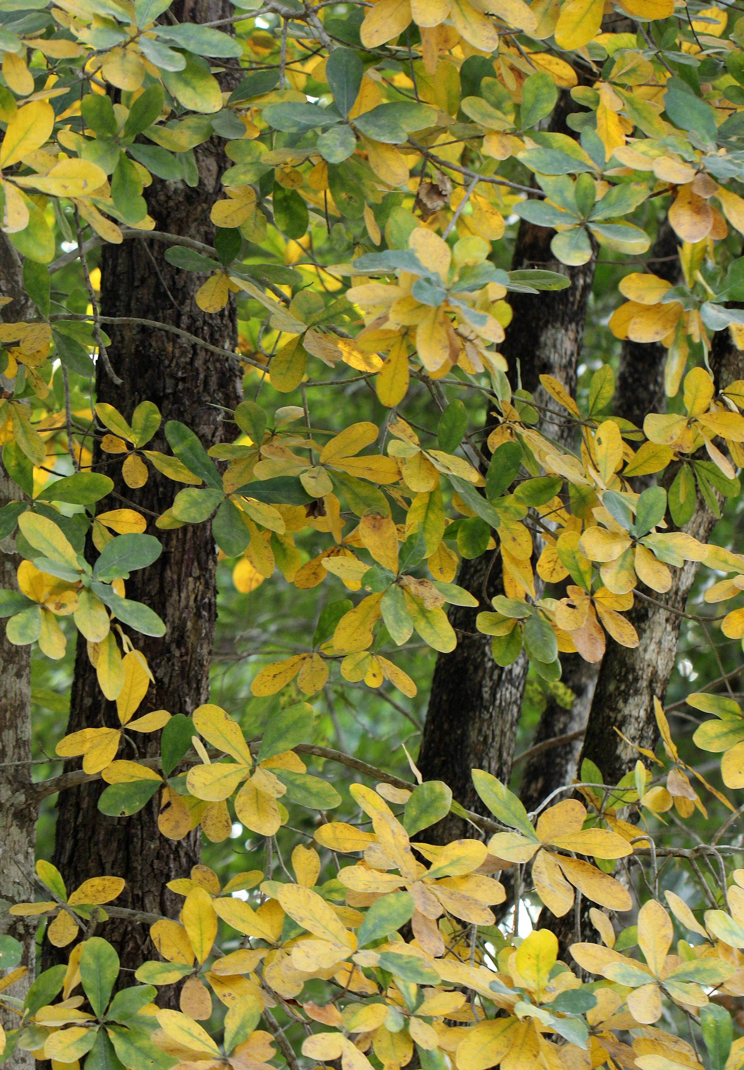 Golden Shower Tree (Cassia fistula)