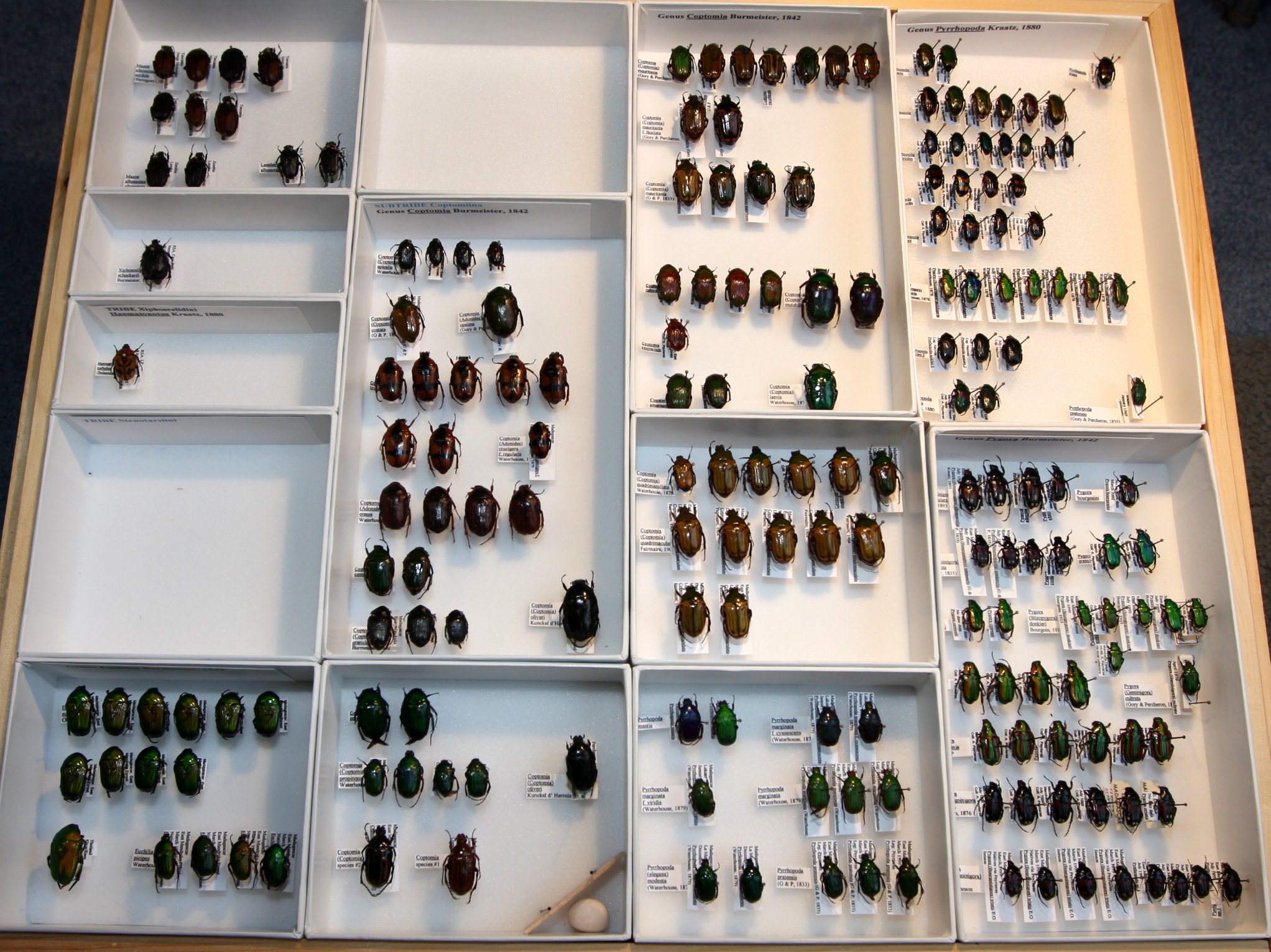 Cetoniinae 2 – Stenotarsiini -  Madagascar cetoniinae.JPG