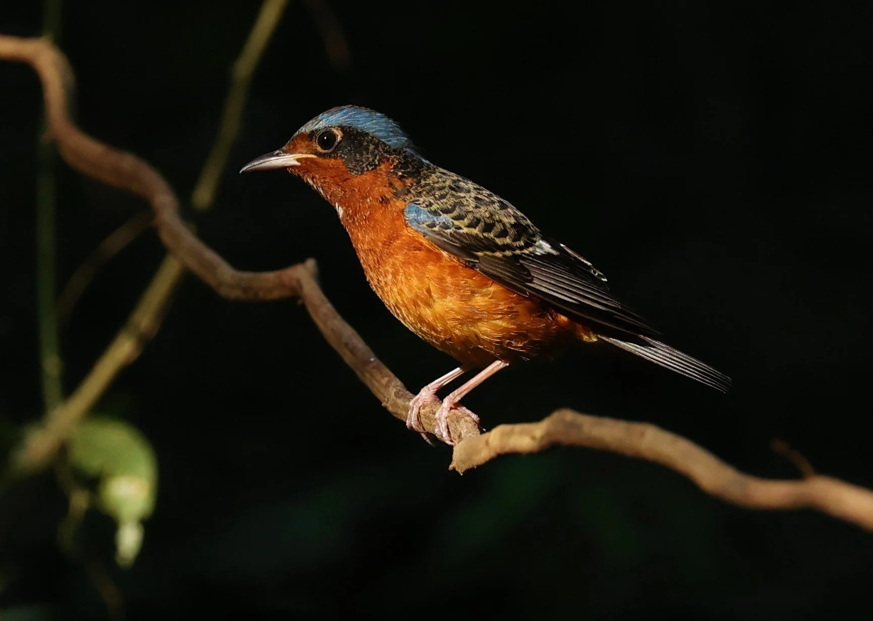 ROCK-THRUSH - WHITE-THROATED ROCK-THRUSH - Monticola gularis - WAT THAM PRATHUM CHONBURI JAN 30 2022 (78).jpg