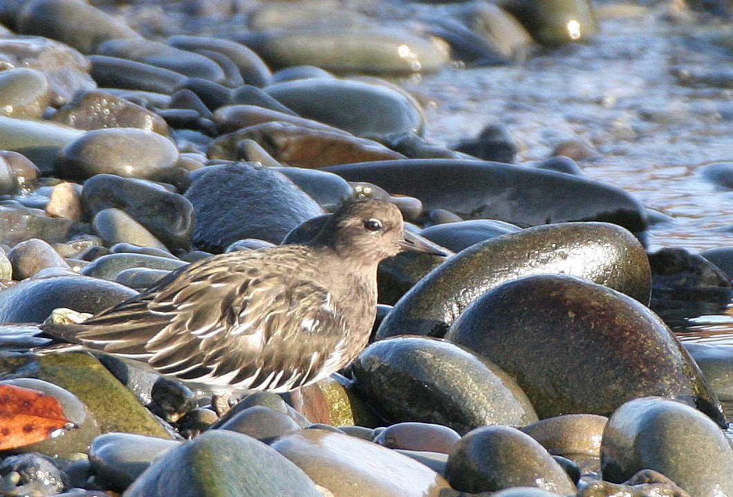 BIRD - TURNSTONE - BLACK TURNSTONEA.jpg