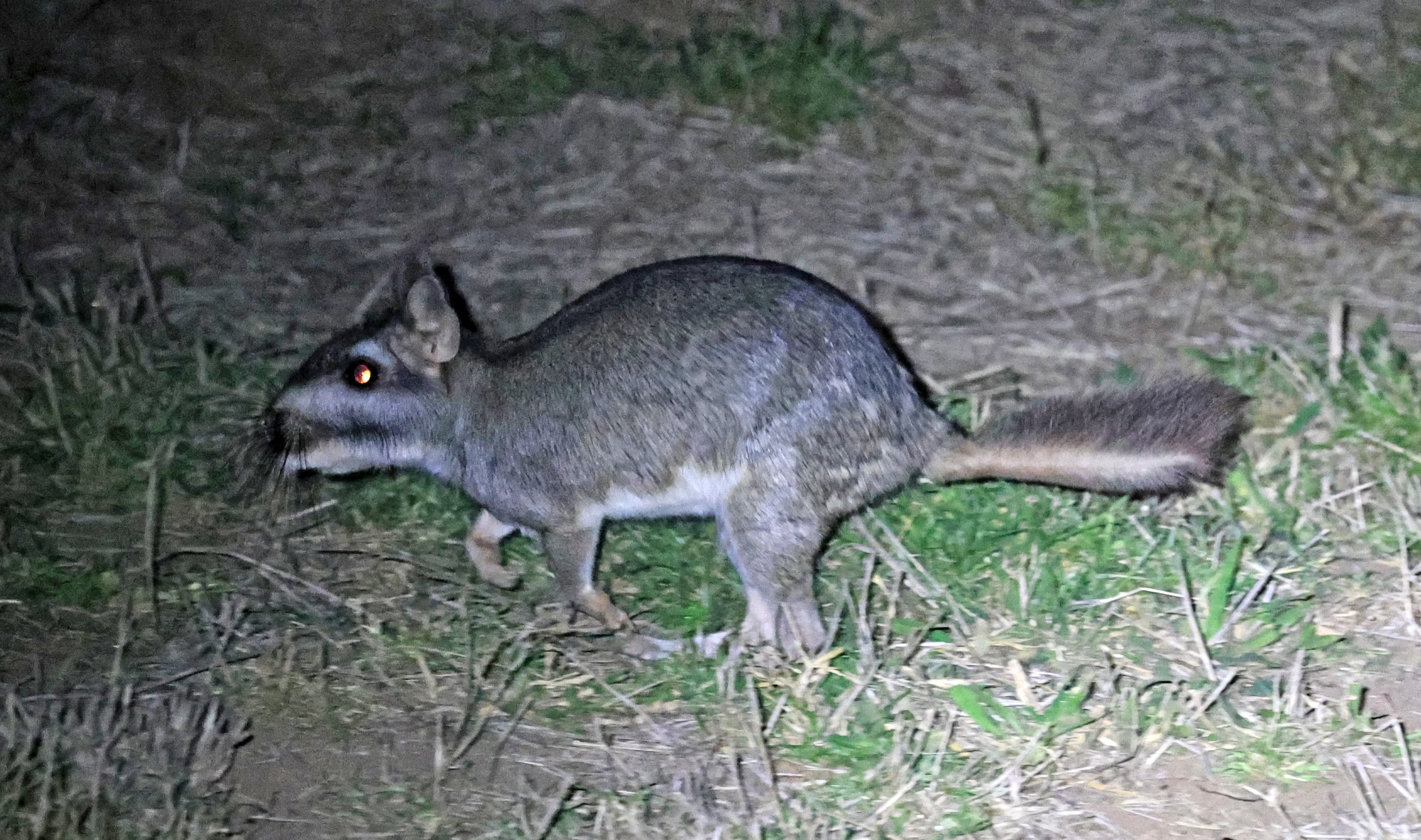 Plains Vizcacha (Lagostomus maximus) Reserva Natural Canada el Carmen, Paraguay  (19).jpg