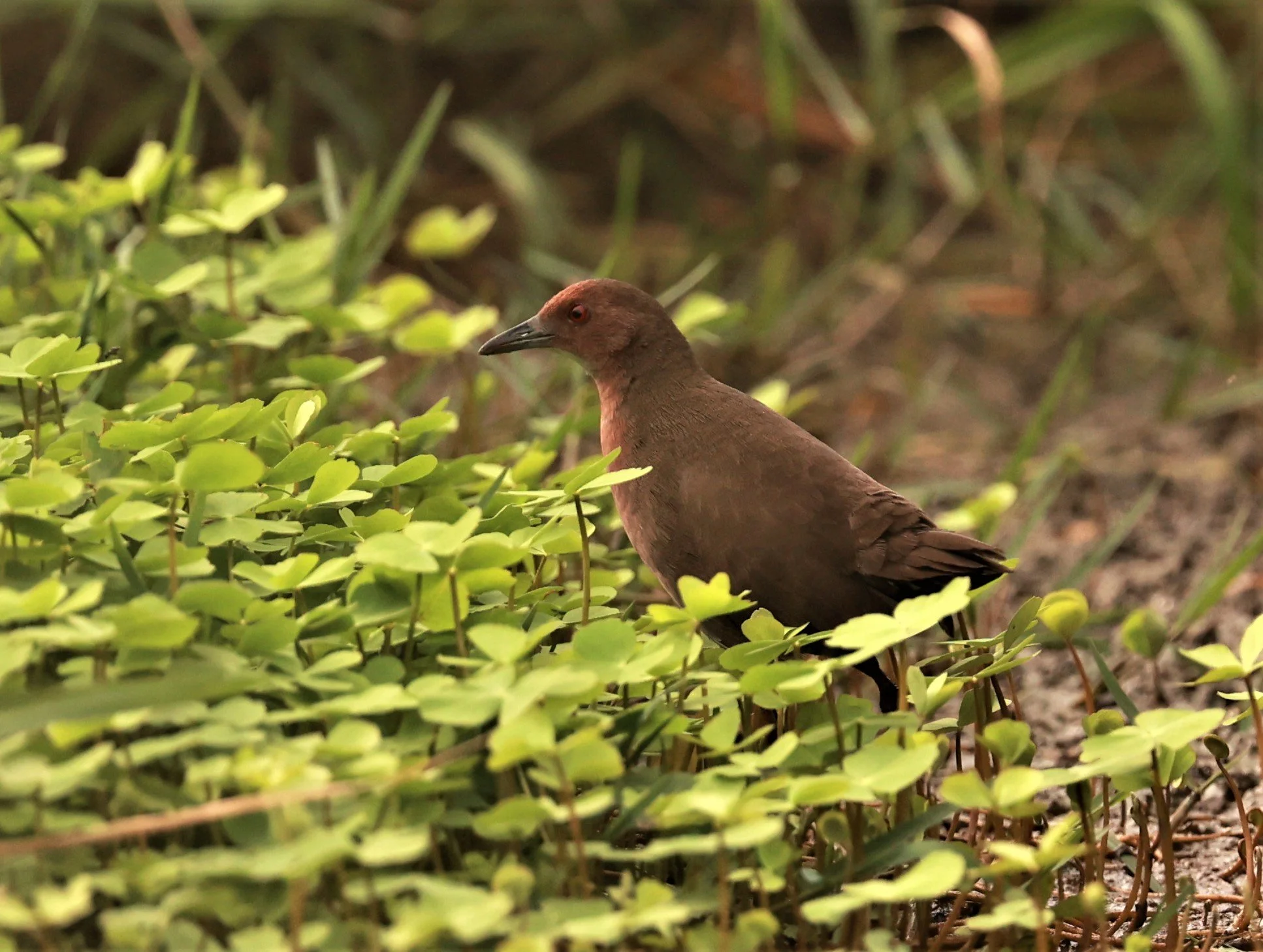 Ruddy-breasted Crake (Porzana fusca) Pathum Thani Rice Research Center (59).jpg