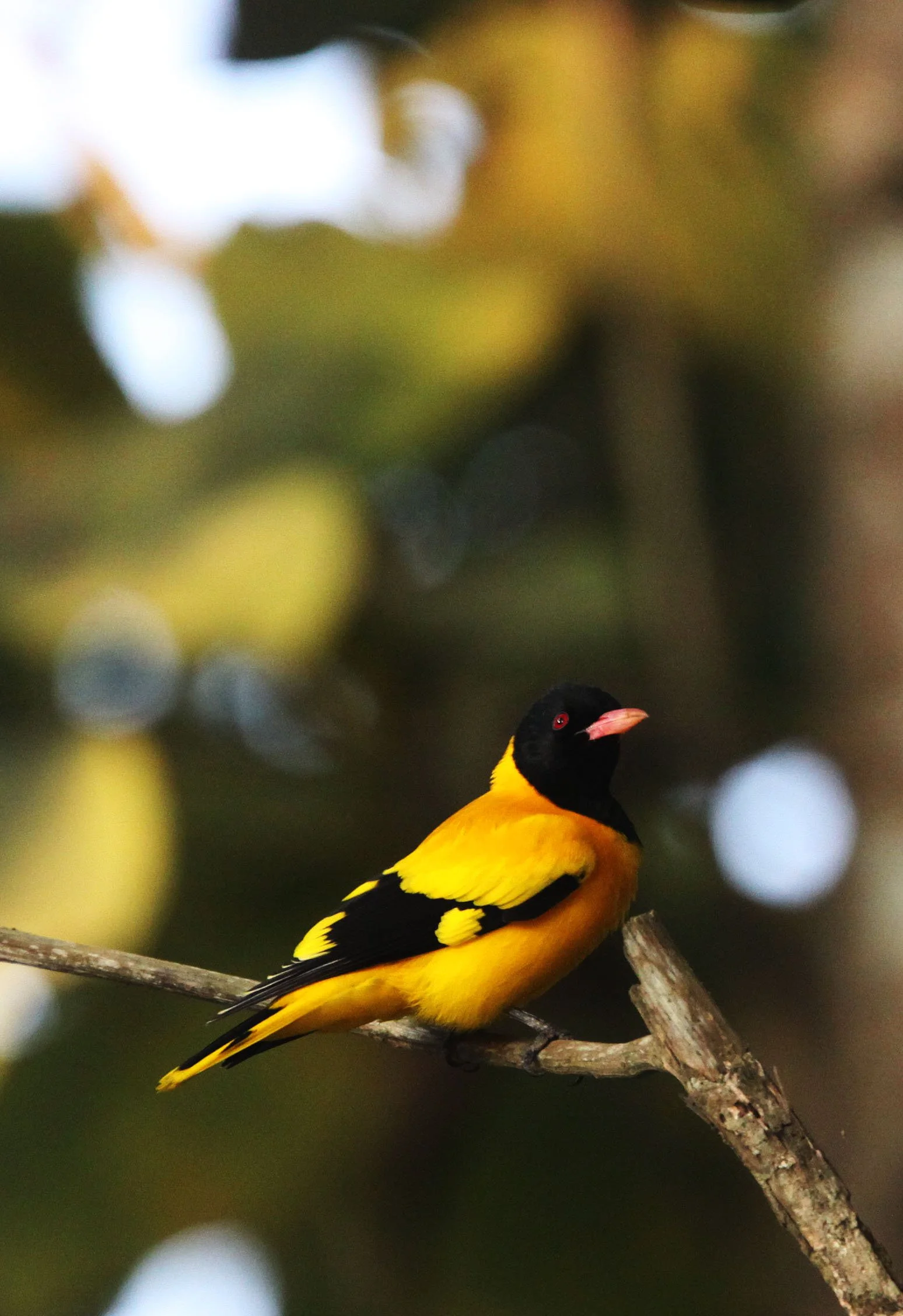 Black-hooded Oriole (Oriolus xanthornus) Kaziranga National Park Assam India (9).JPG