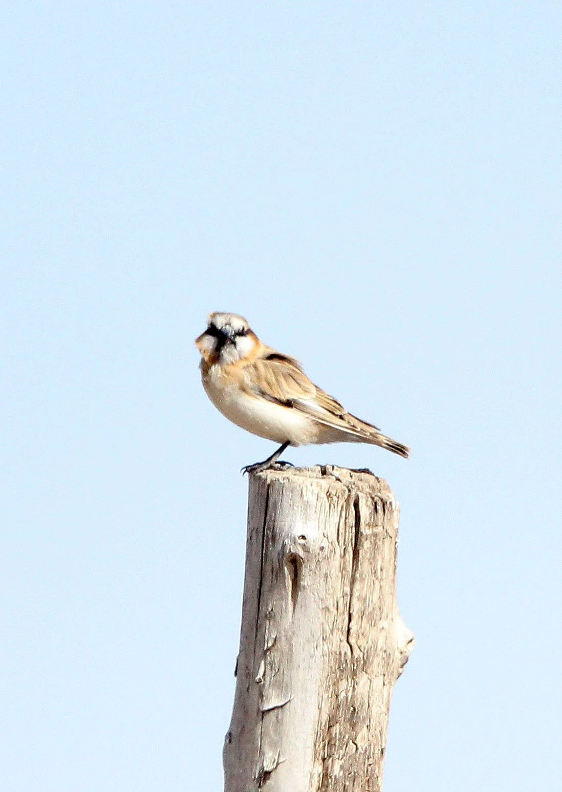 Plain-backed Snowfinch (Pyrgilauda blanfordi) Qinghai Lake China (2).JPG