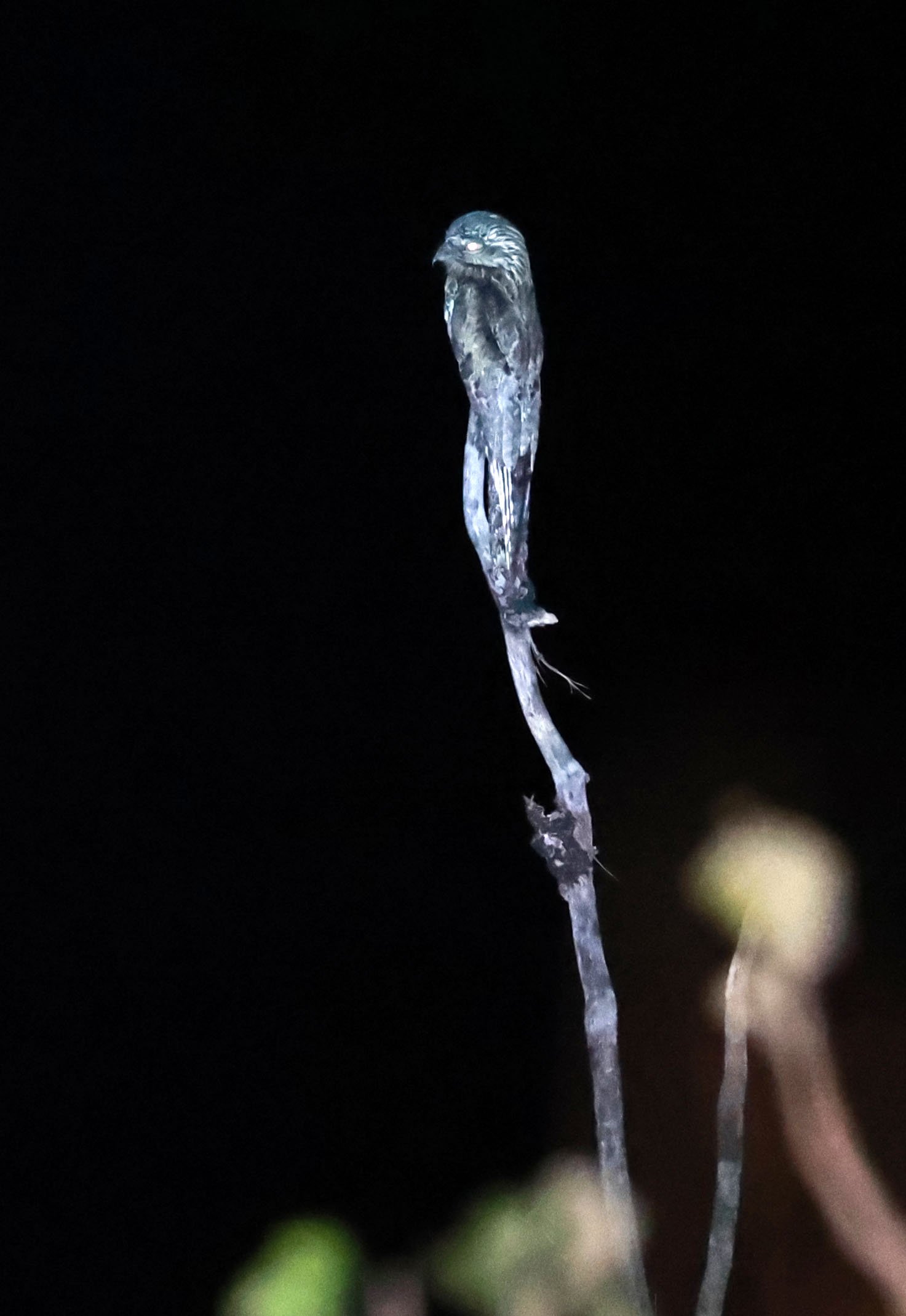 Potoo - Common Potoo - Nyctibius griseus - Emas National Park, Goias State, Brazil (18).jpg