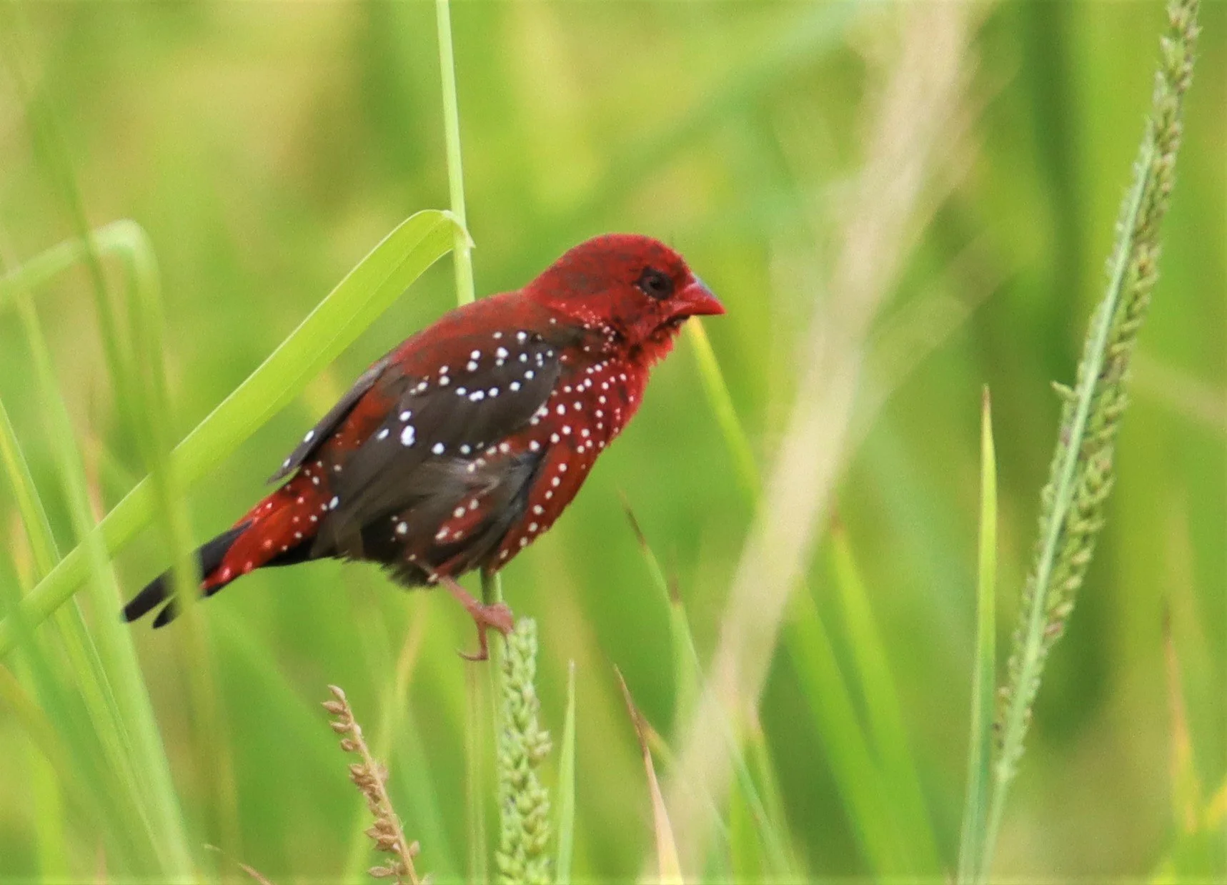 RED AVADAVAT - Amandava amandava - LAD KRABANG  THAP YAO RICE FIELDS AUGUST 14 2021 (87).jpg