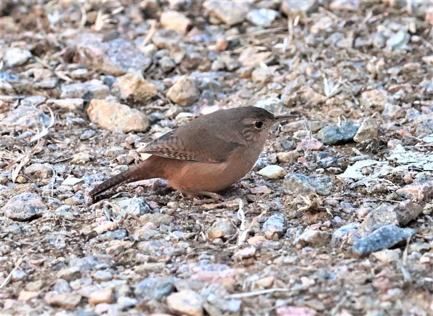 Wren - Southern House Wren - Troglodytes aedon - Nazare Paulista, Sao Paulo State, Brazil (2).jpg