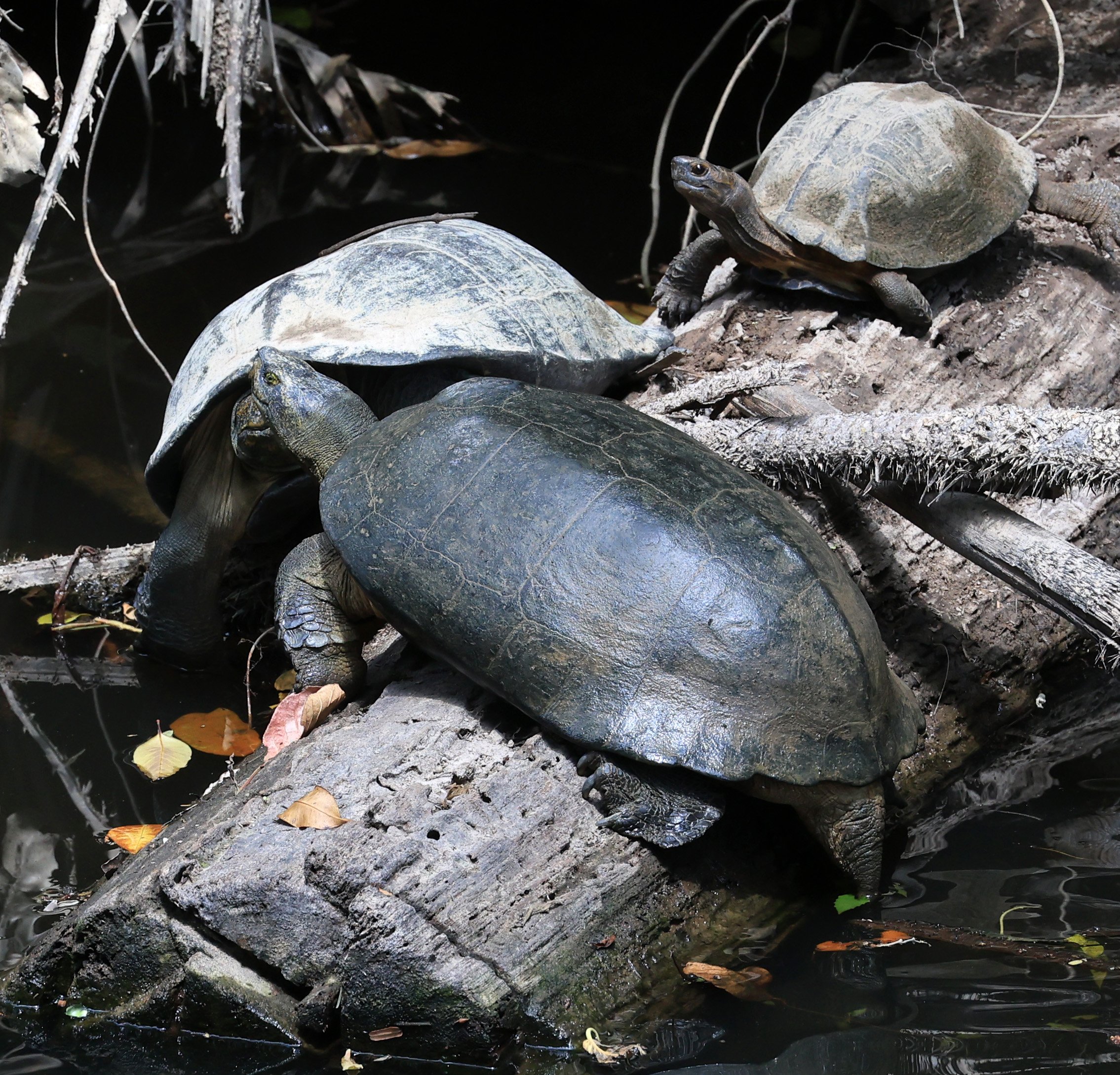 Giant Asian Pond Turtle (Heosemys grandis) Khao Yai National Park Feb 2026 Day 4 (13).jpg