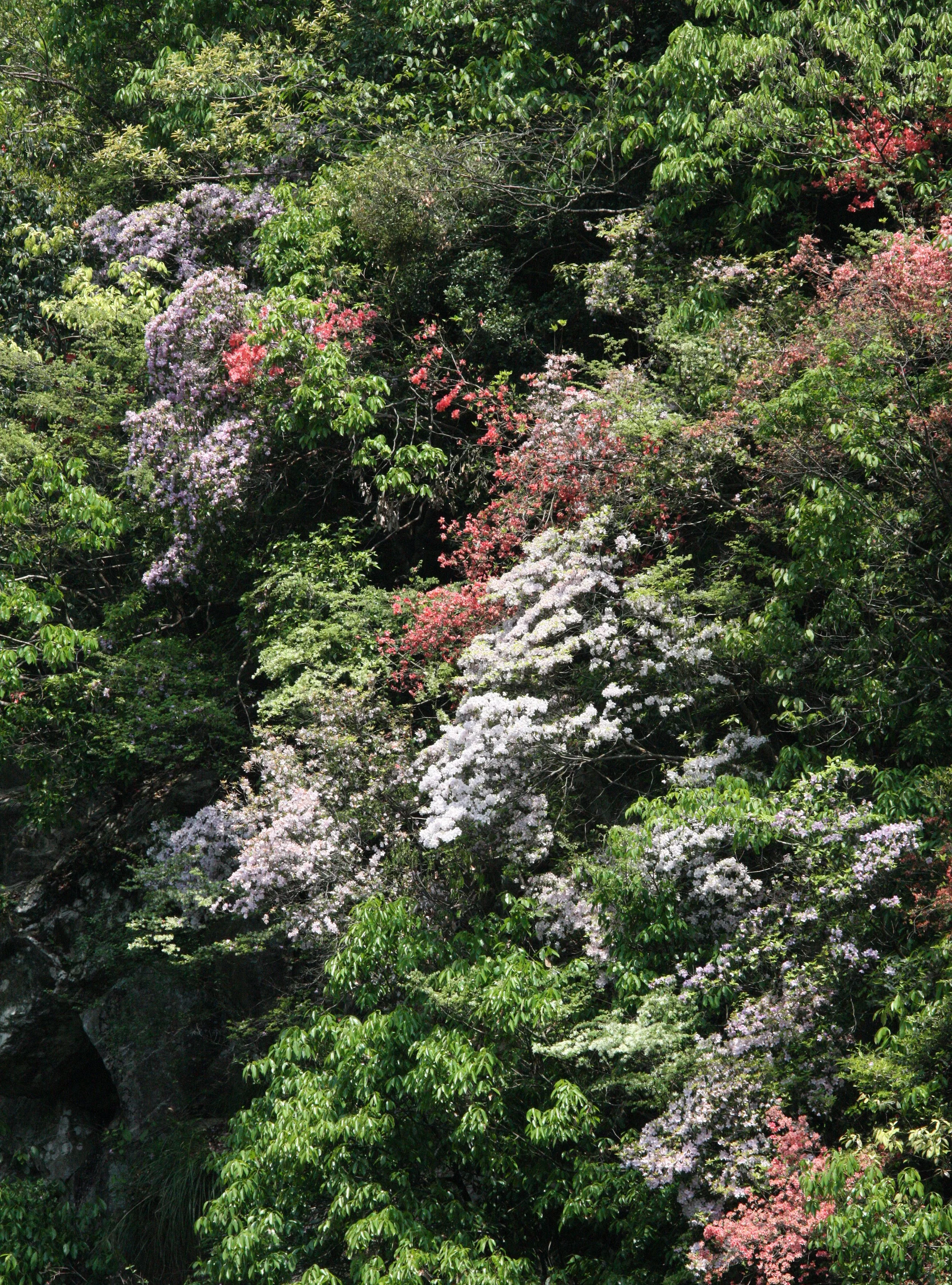MONKEY VALLEY - FUXI VILLAGE NEAR HUANGSHAN CHINA (17).JPG