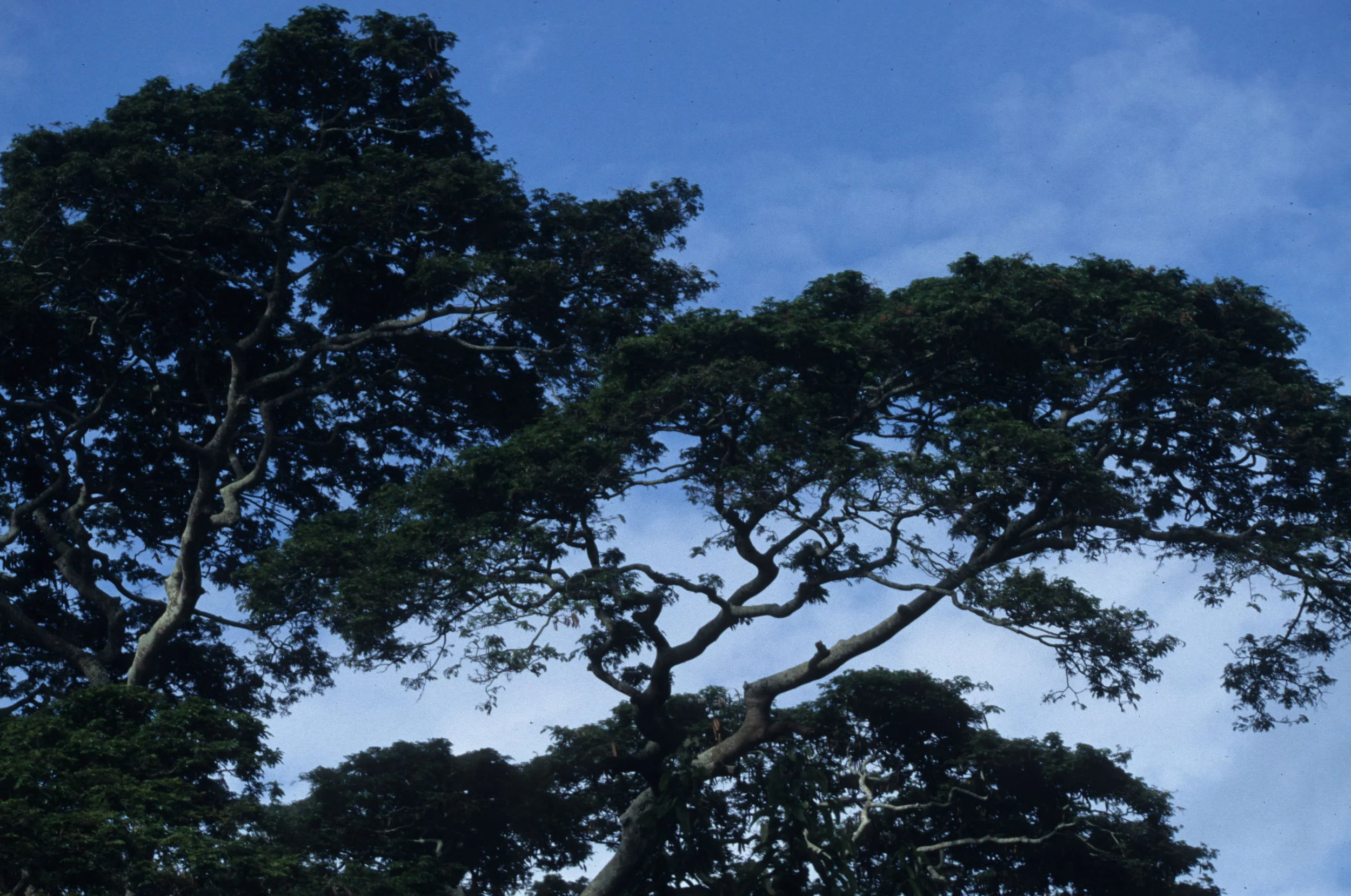 UGANDA - BWINDI EMERGENTS.jpg