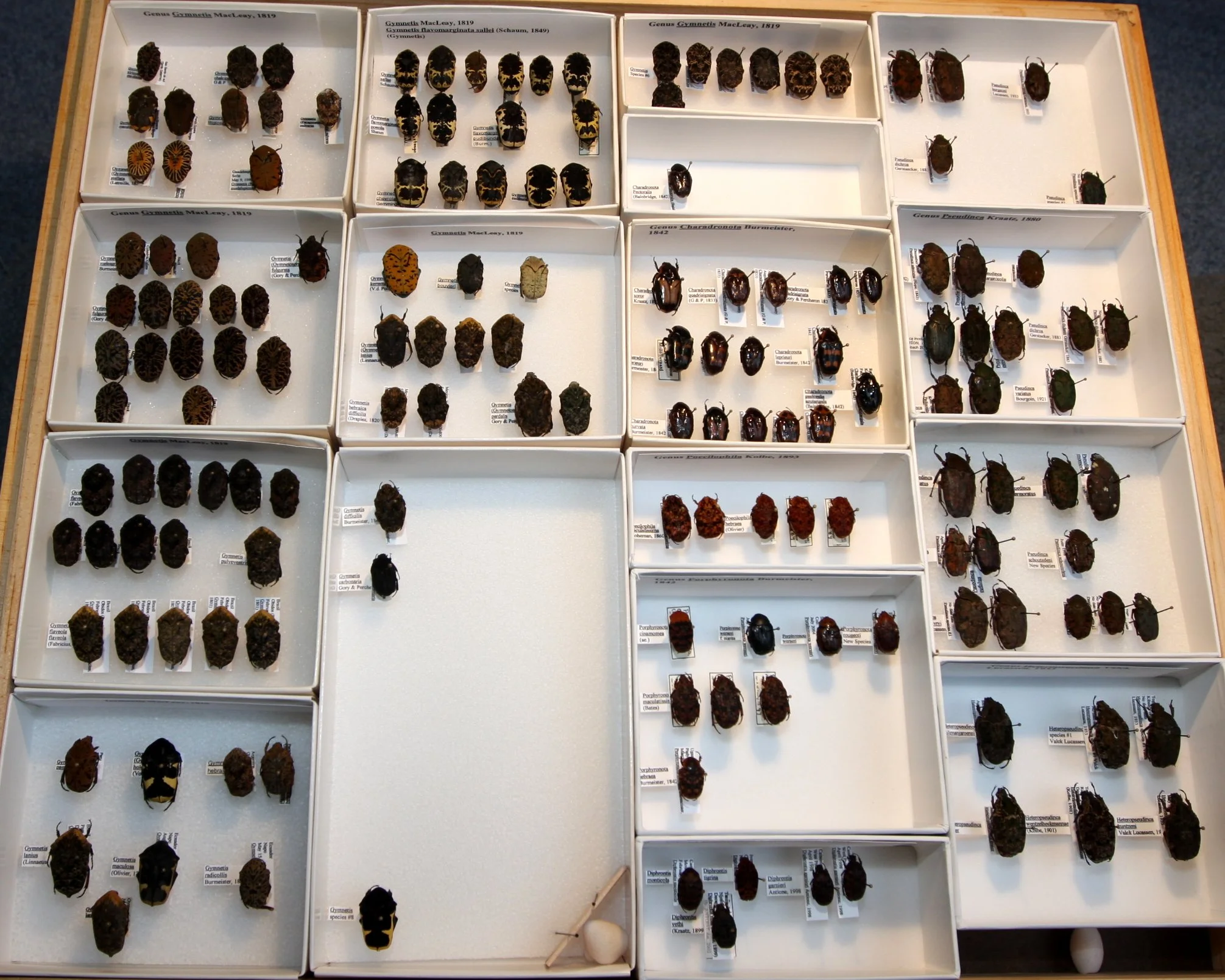 Cetoniinae 33 – Gymnetina – Gymnetis and misc.JPG