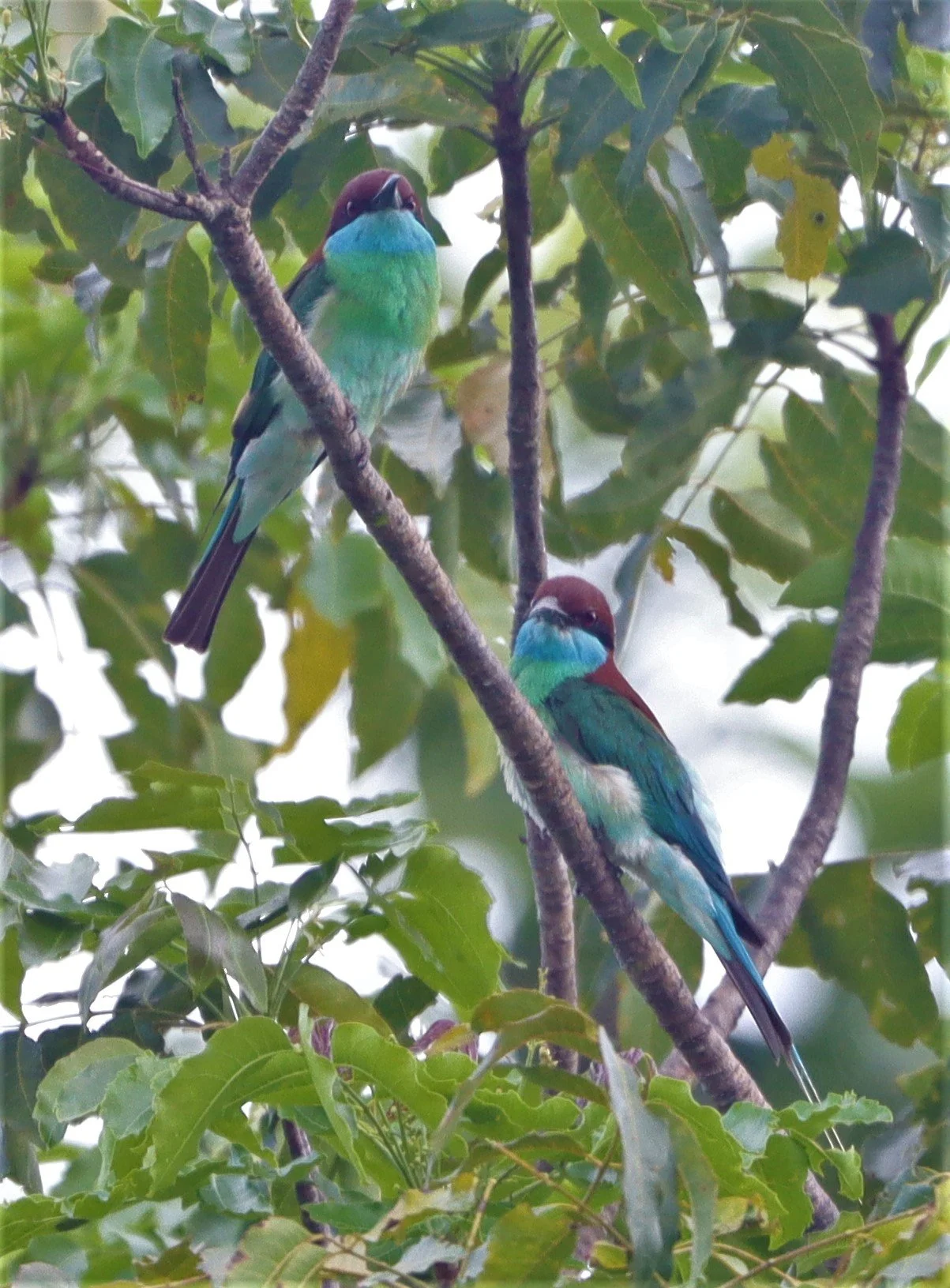 BEE-EATER - BLUE-THROATED BEE-EATER - Merops viridis - Khao Mai Kaeo, Bang Lamung District, Chon Buri (82).jpg