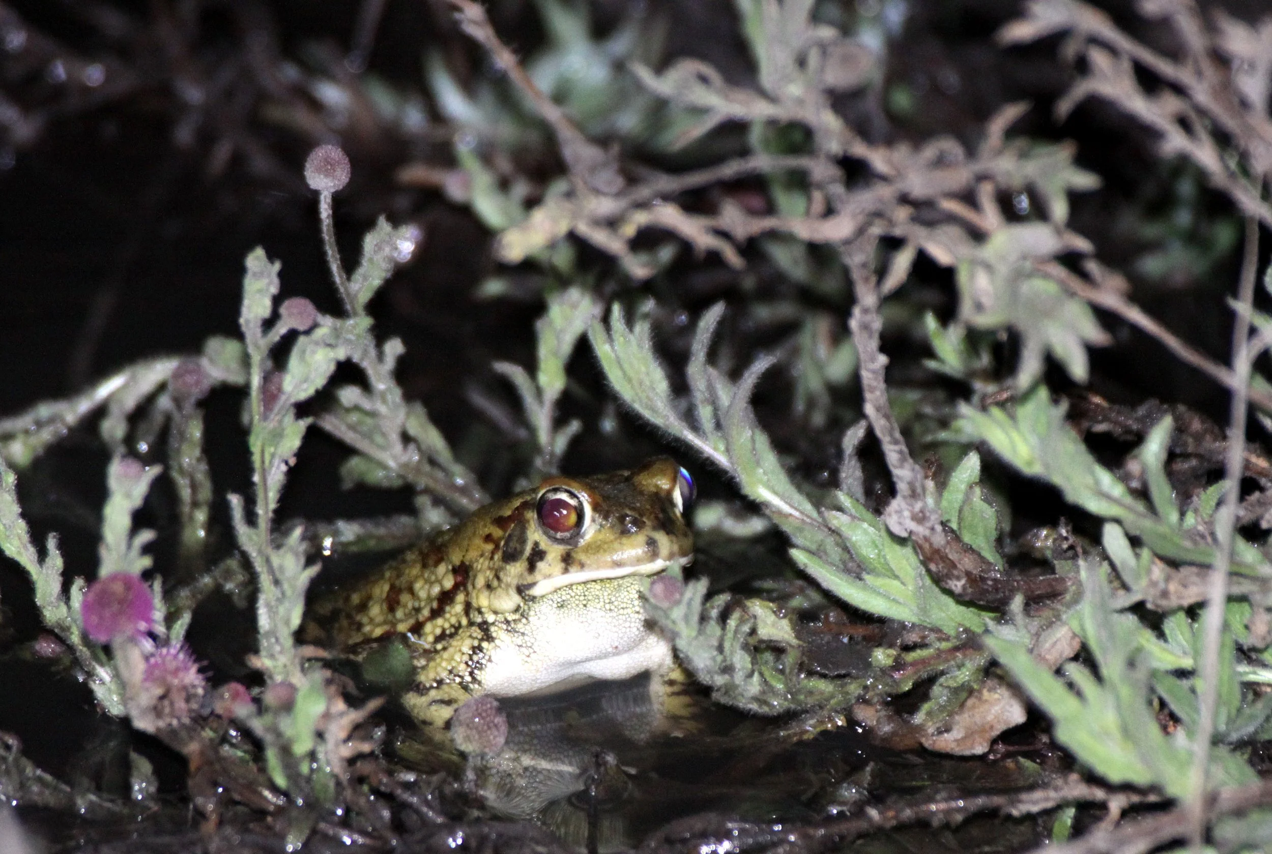AMPHIBIAN - FROG - SPECIES A - KHWAI CAMP - OKAVANGO (2).JPG