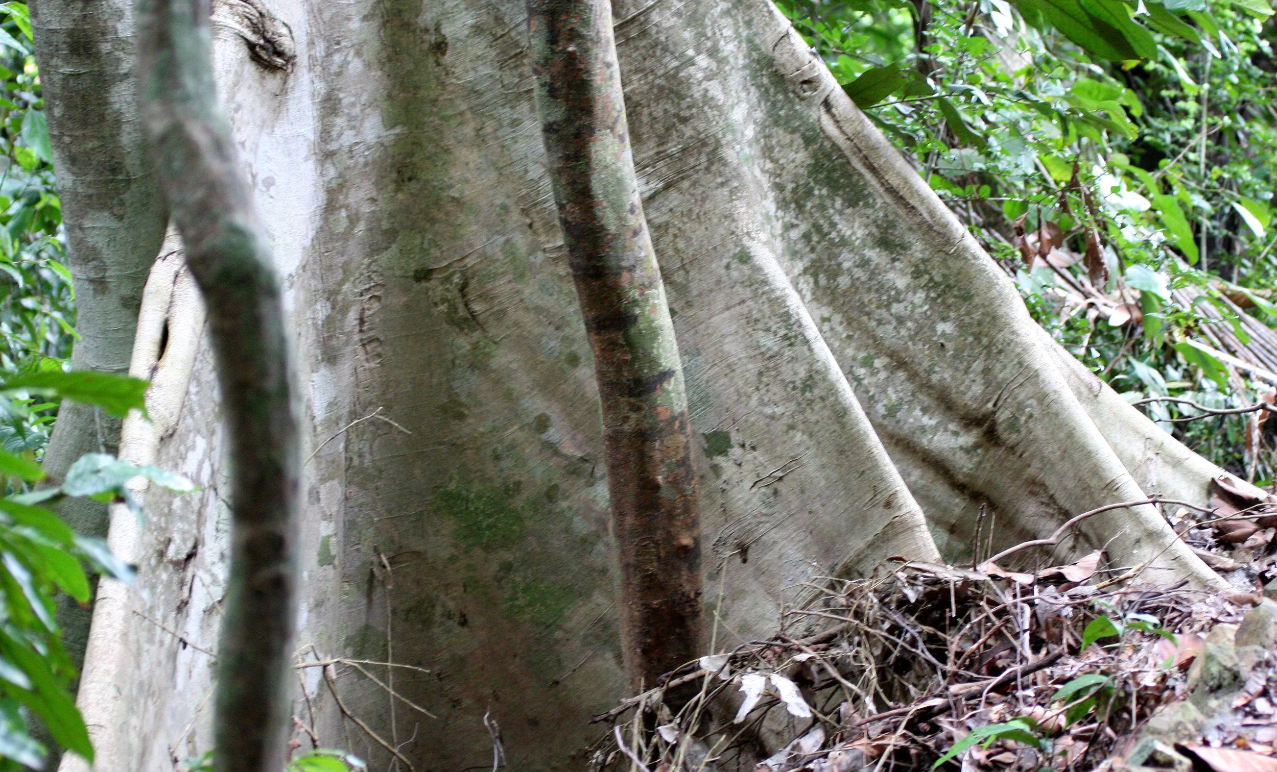 2016 Koh Lanta TheOtherSideVillas - Nature at our Home (99).JPG