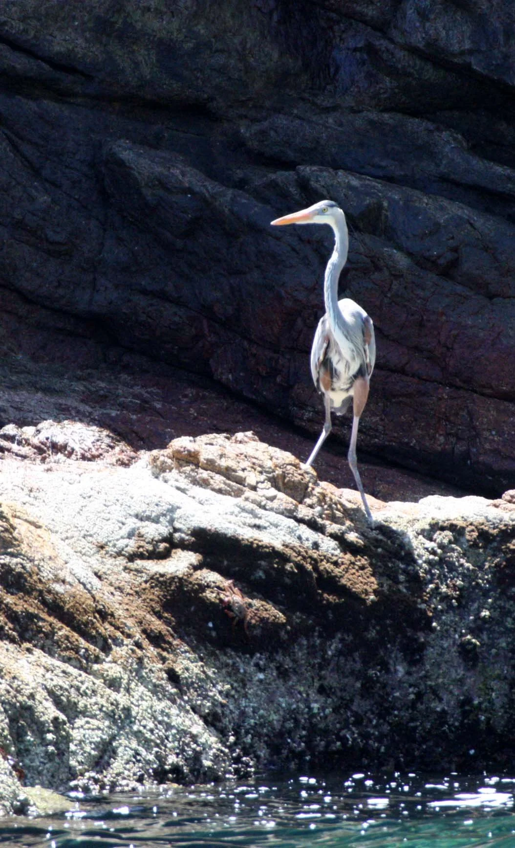 HERON - GREAT BLUE HERON- Ardea herodias - ISLA CATALINA BAJA MEXICO (2).JPG