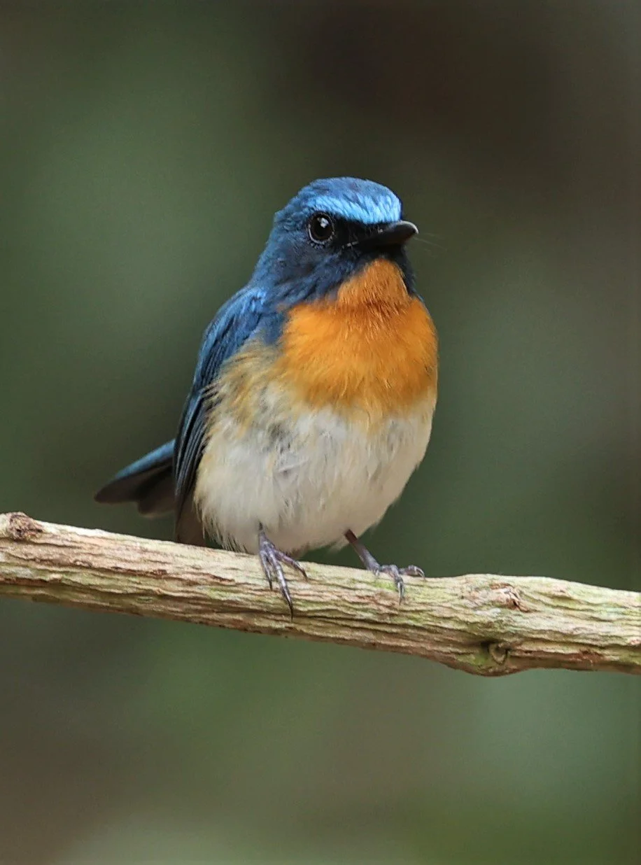 FLYCATCHER - INDOCHINESE BLUE-FLYCATCHER - Cyornis sumatrensis - SRI SATCHANALAI NP MANAO WATERHOLE MAY 1 2022 (69).jpg