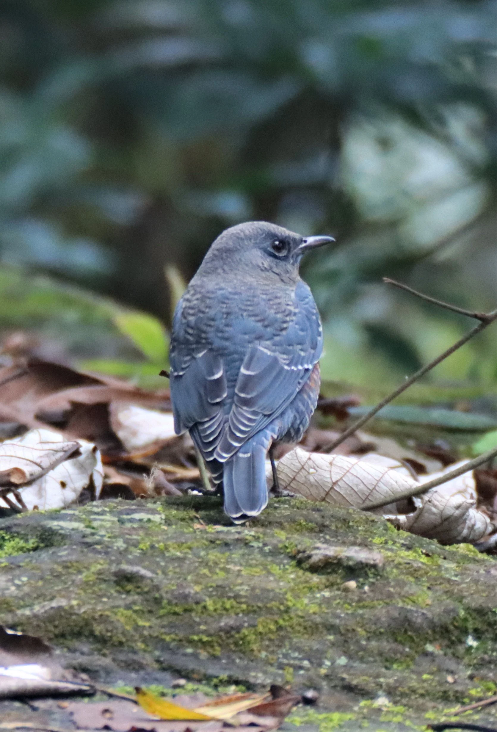 ROCK THRUSH - BLUE ROCK THRUSH - Monticola solitarius - KHAO YAI NP 2020 (1).jpg