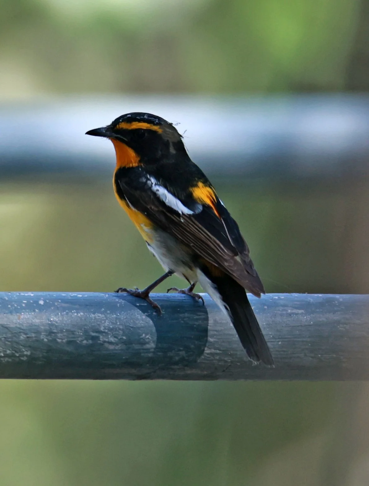 Flycatcher - Narcissus Flycatcher - Ficedula narcissina - Bang Pu Mangrove Forest Reserve, Samut Prakan March 30, 2024 (45).jpg