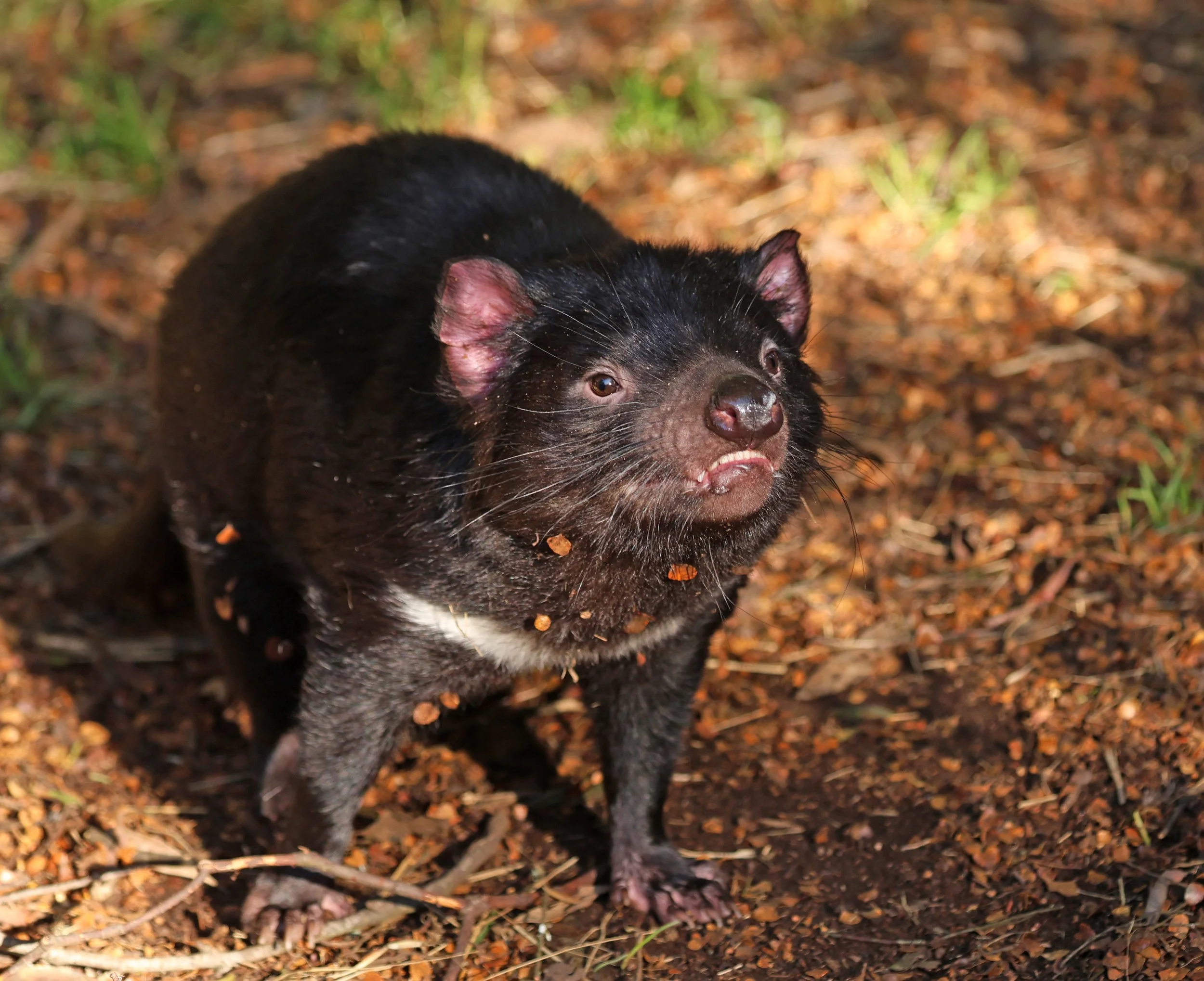 Tasmanian Devil (Sarcophilus harrisii) Cradle Mountain NP - Tasmania 